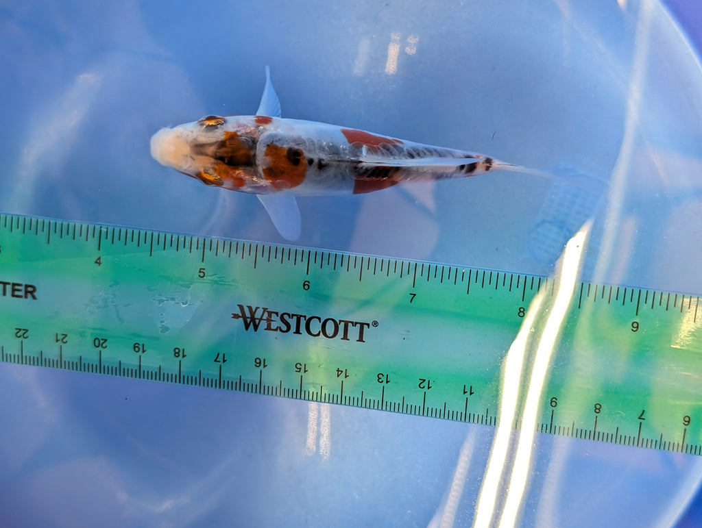 Shusui Koi  4"in. ID#806BFK-015