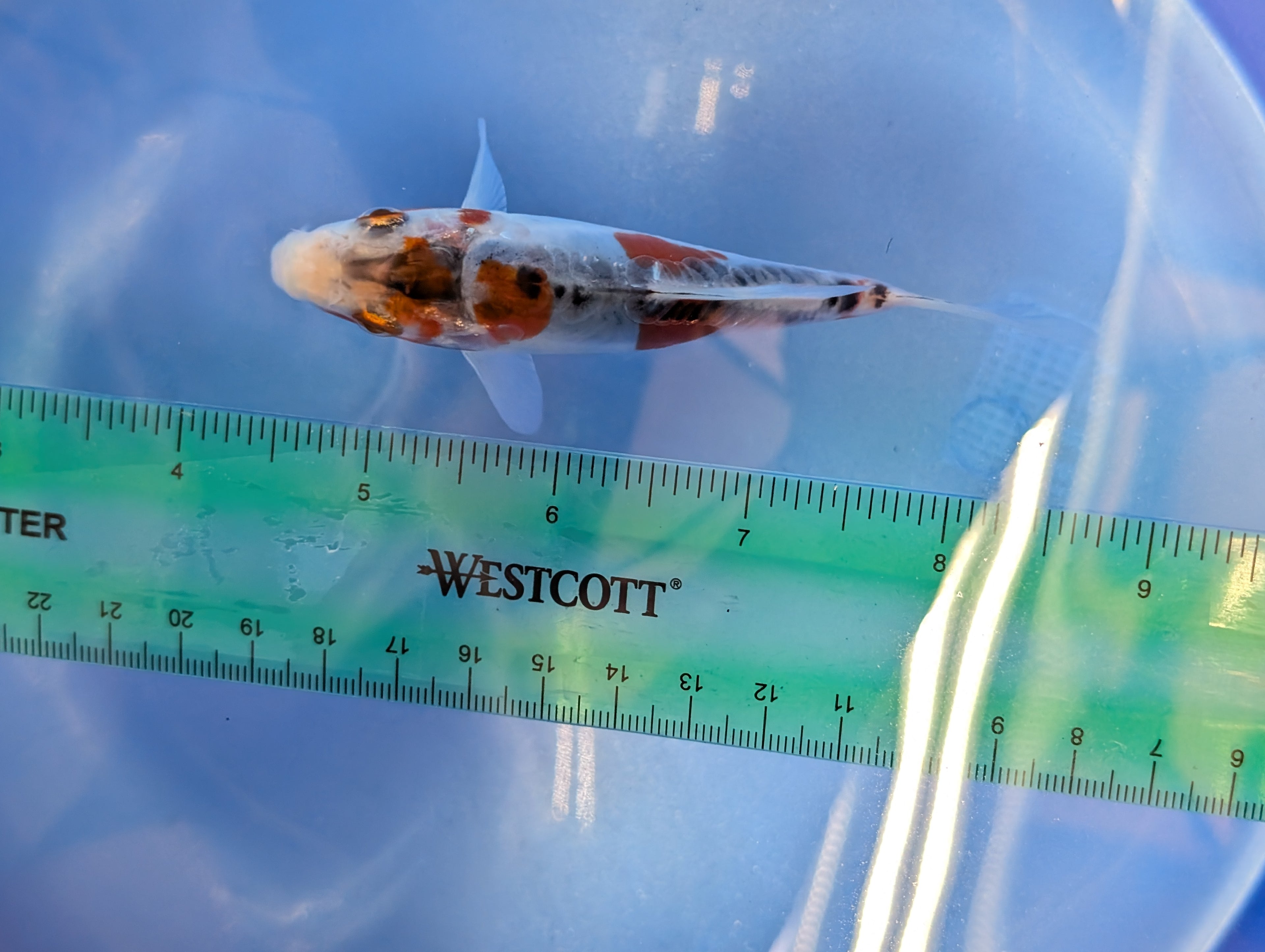Shusui Koi  4"in. ID#806BFK-015