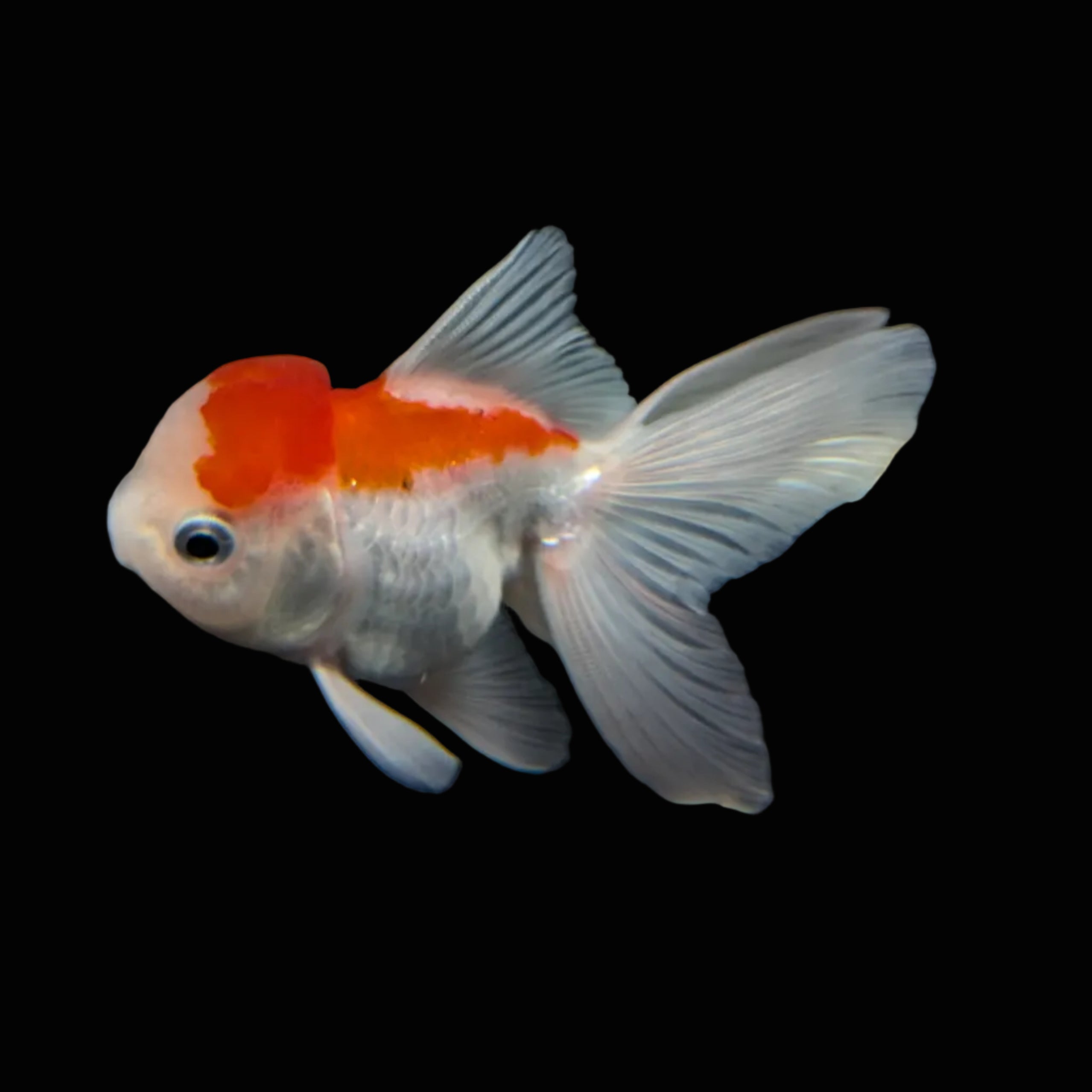 Juvenile Oranda Tricolor 3.5"-4" in.  ID#417T7A-001