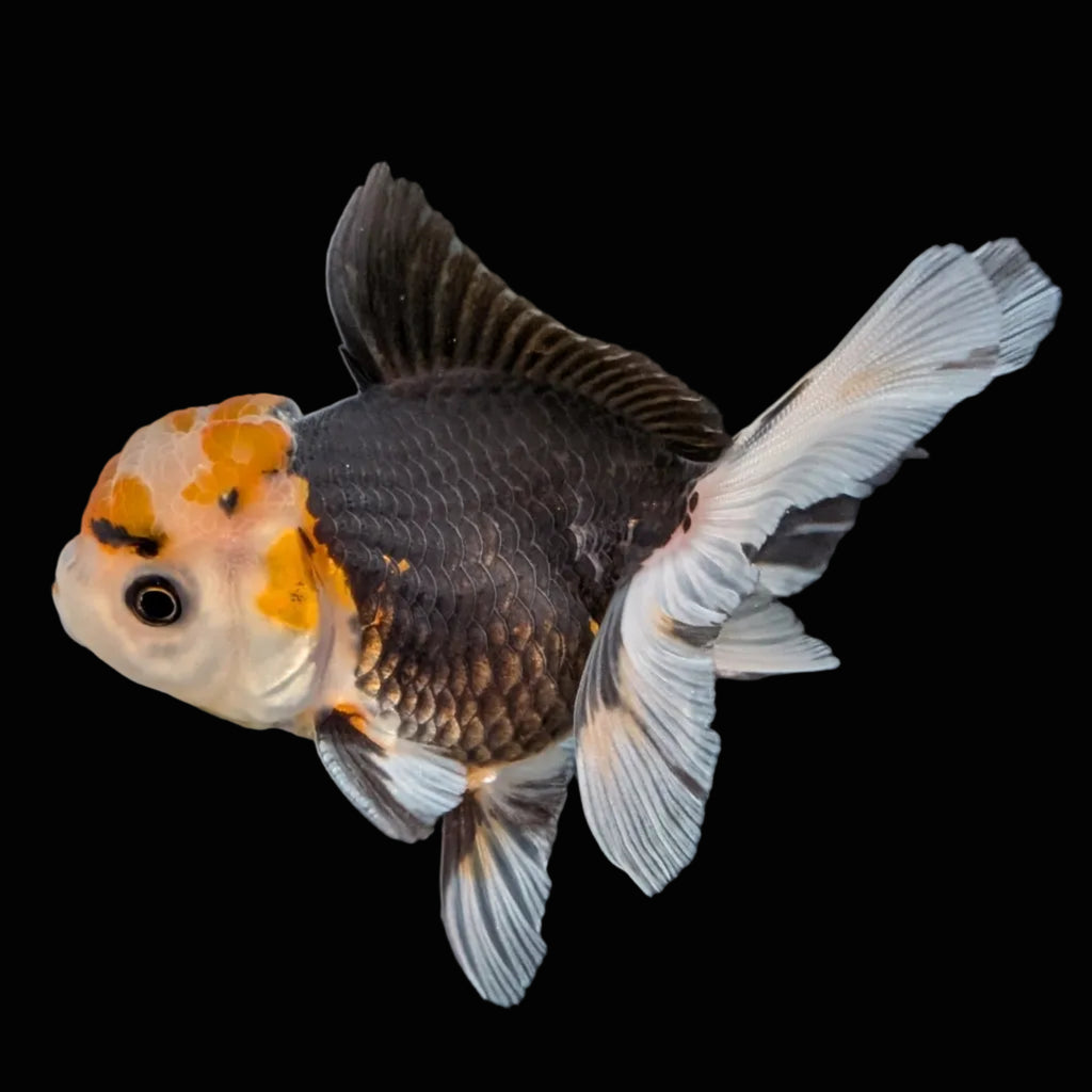 Juvenile Oranda Tricolor 3.5"-4" in.  ID#410T8A-014