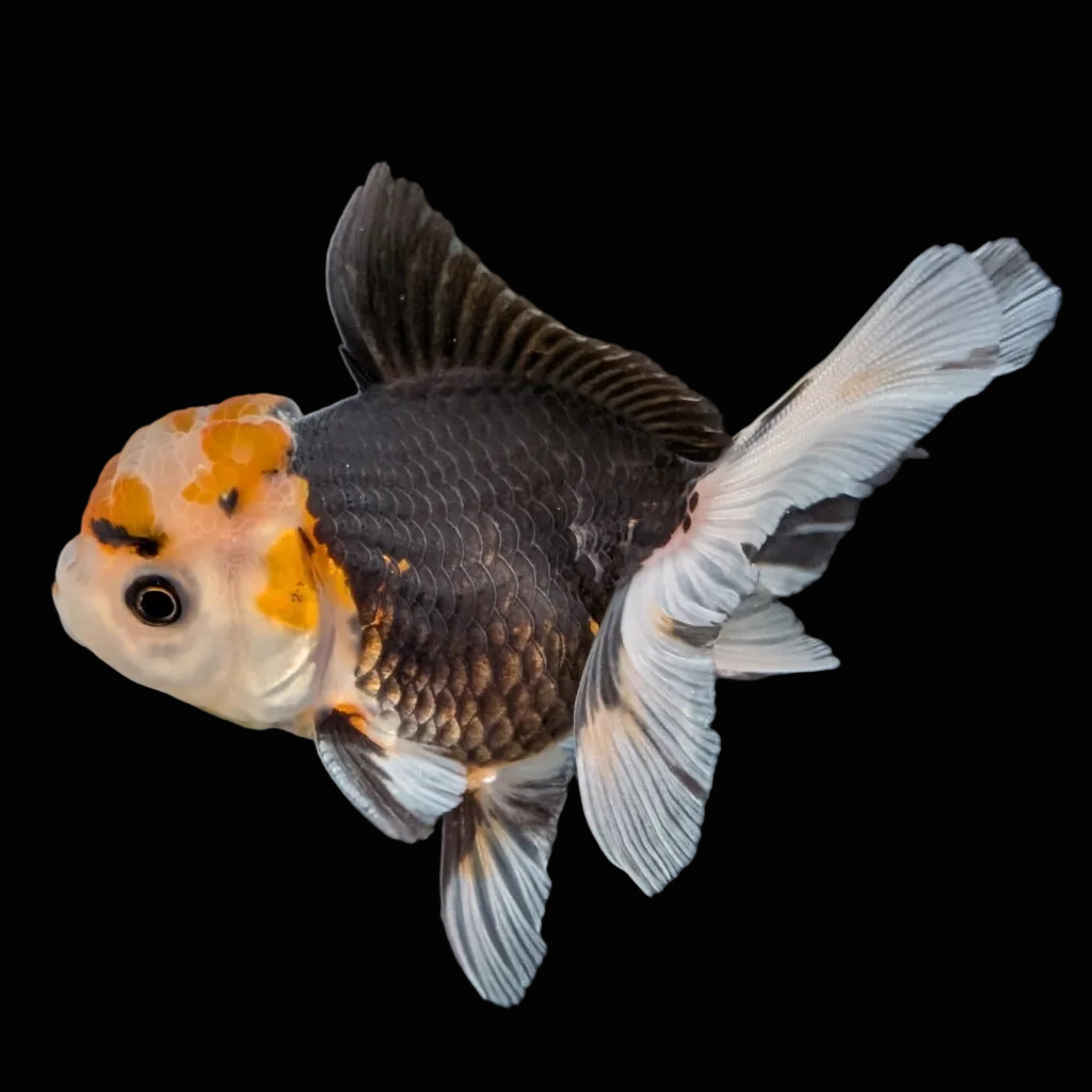 Juvenile Oranda Tricolor 3.5"-4" in.  ID#410T8A-014