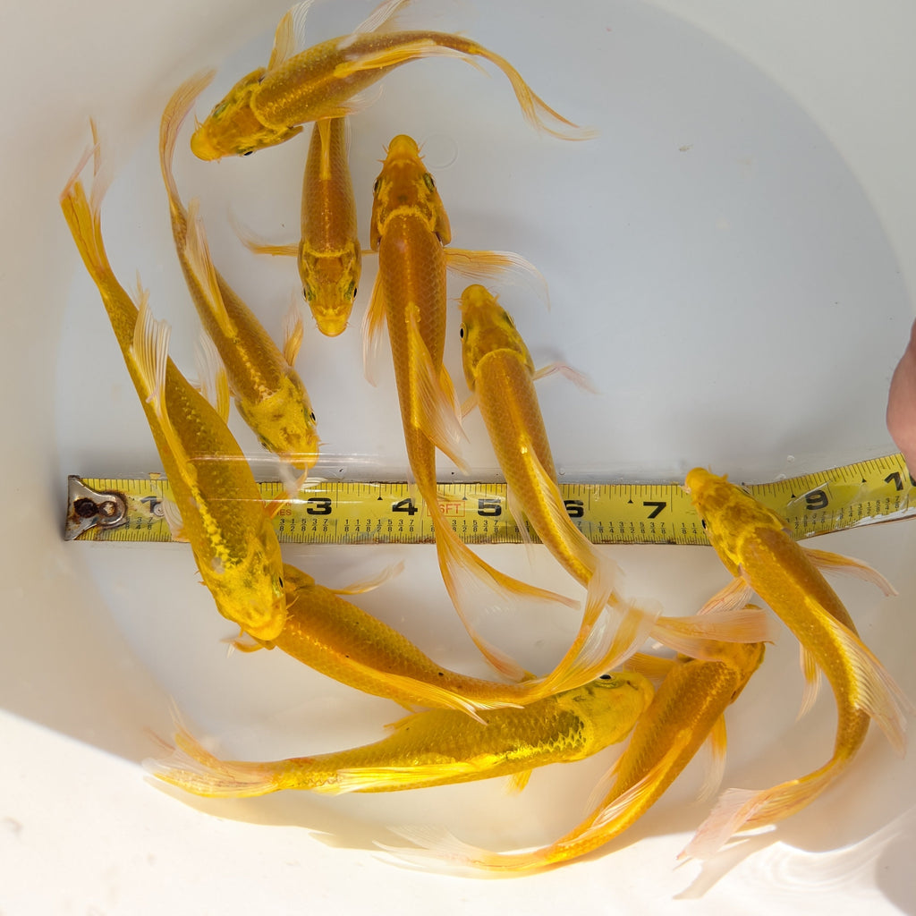 2Pack - Butterfly Yamabuki Ogon Koi 5"-6" in.  *Assorted