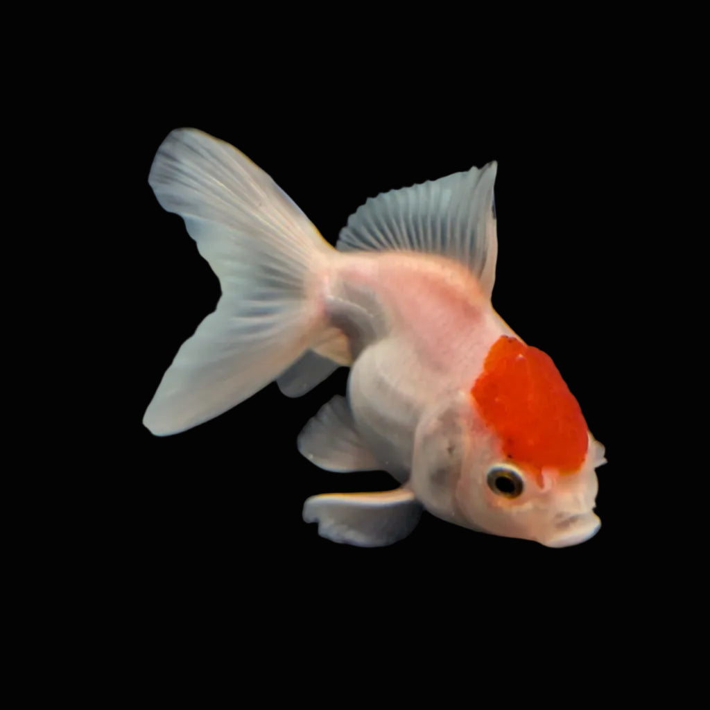 Juvenile Oranda Red Cap  3.5"-4" in.  ID#320T13b-019