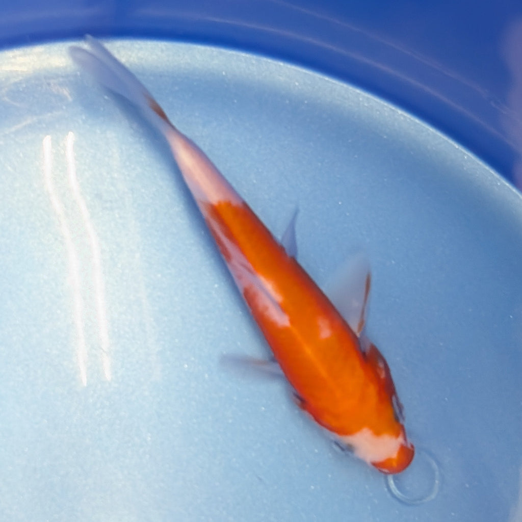 Kohaku Koi  4"in. ID#806BFK-023