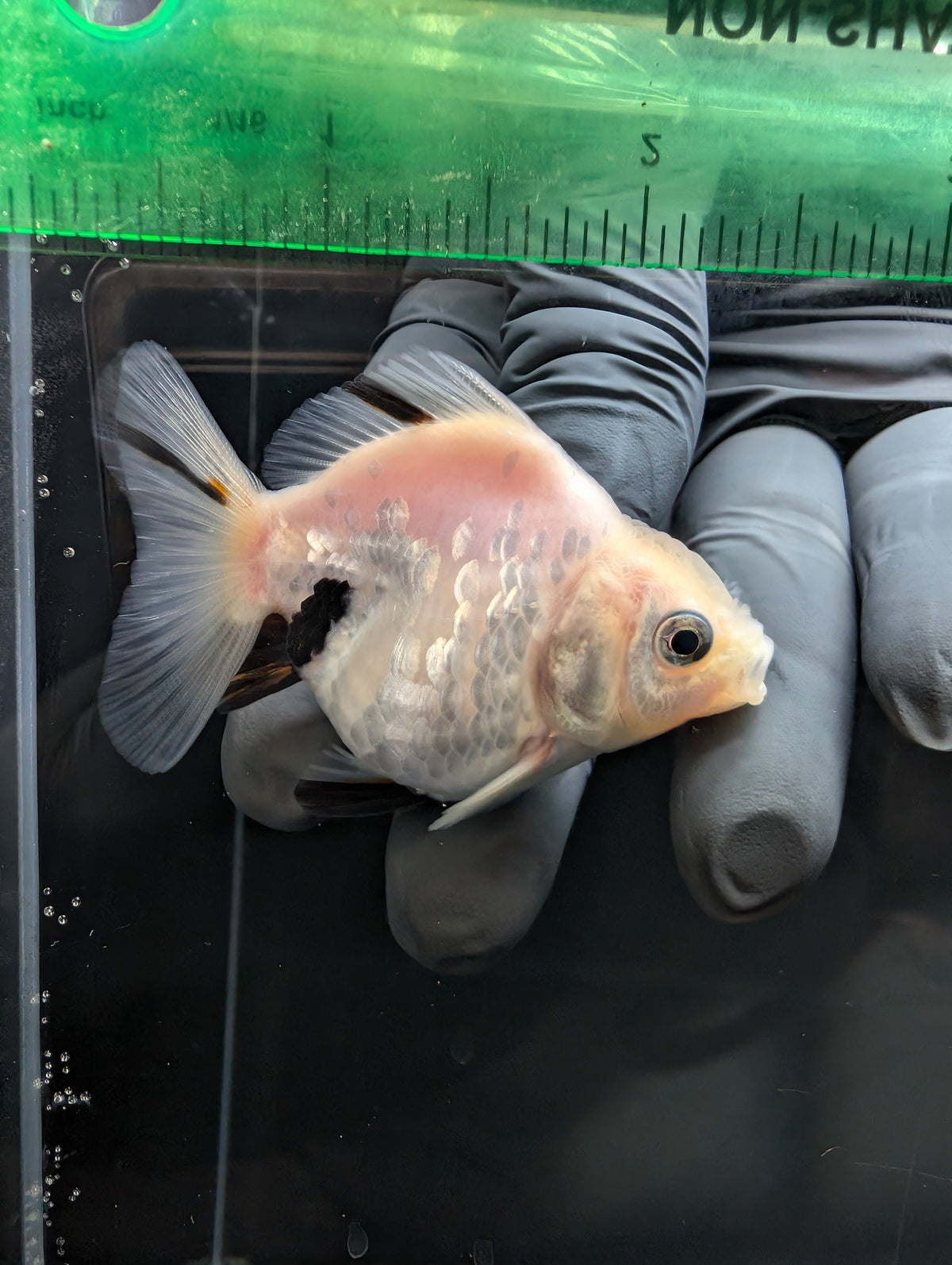 Baby Thai Shogun Oranda White Tiger 2"-2.5" in. ID#1023BSG11A-025