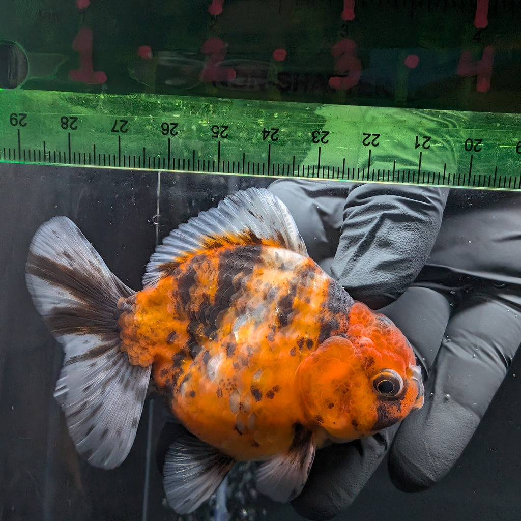 Thai Oranda Shogun Tiger Calico 4" in. ID#626SG7A-004