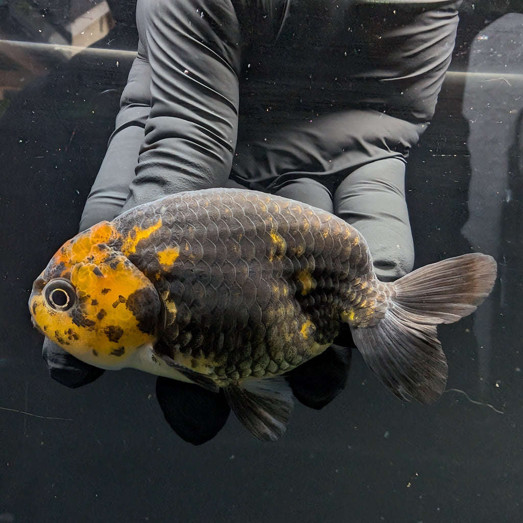 Jumbo Ranchu Calico 3.5"- 4" in. ID#717R8A-001
