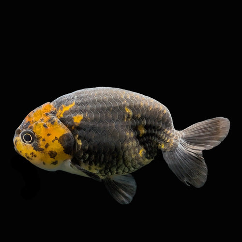 Jumbo Ranchu Calico 3.5"- 4" in. ID#717R8A-001