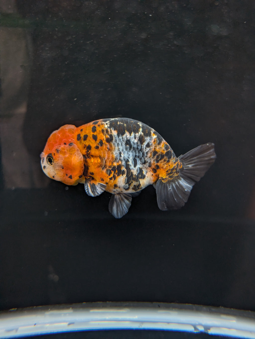 Jumbo Ranchu Calico 4.5"-5" in. ID#821R8A-031