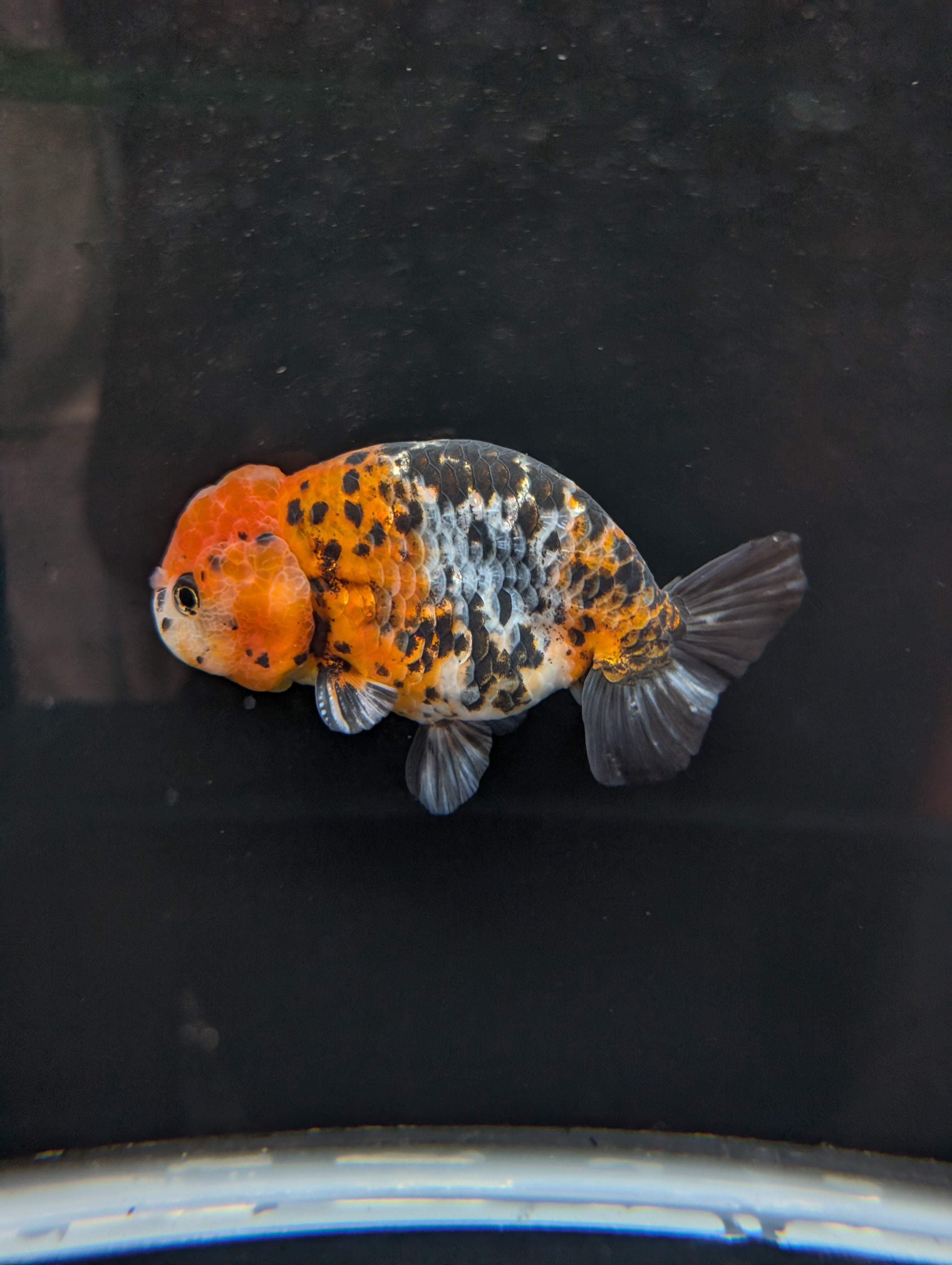 Jumbo Ranchu Calico 4.5"-5" in. ID#821R8A-031