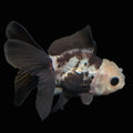 Thai Baby Oranda Panda 3"in.  ID#807T1A-001