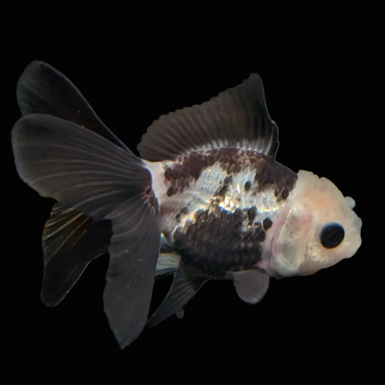 Thai Baby Oranda Panda 3"in.  ID#807T1A-001