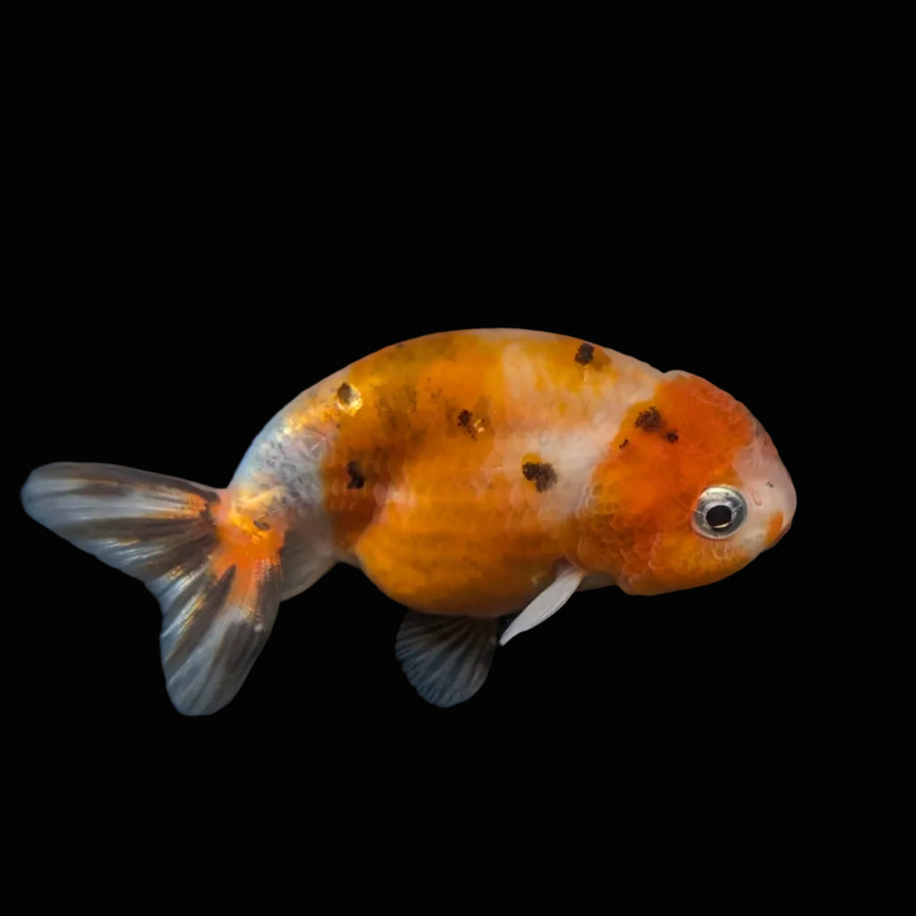 Ranchu Calico 3"-3.5" in. ID#403R7A-004