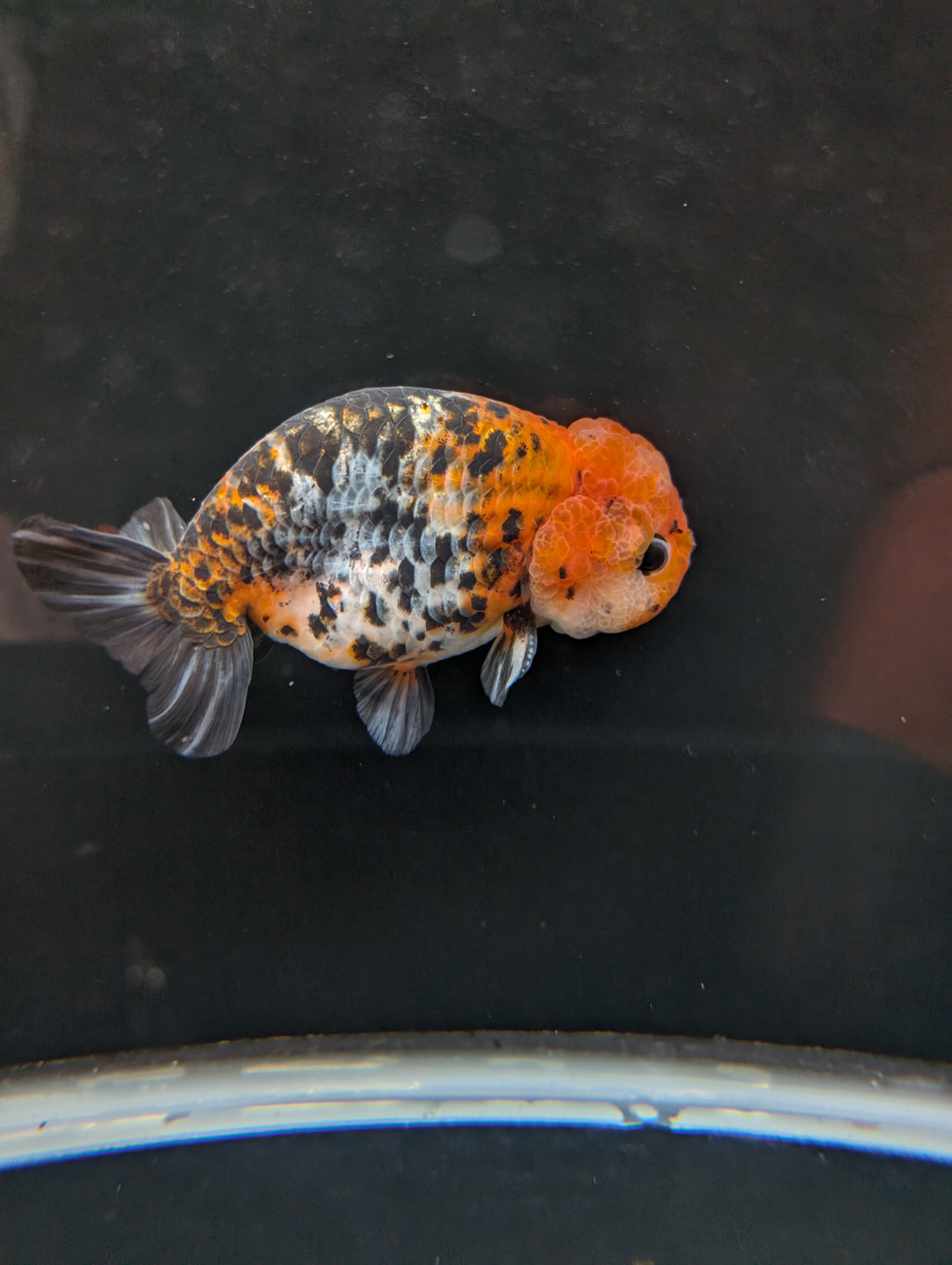 Jumbo Ranchu Calico 4.5"-5" in. ID#821R8A-031