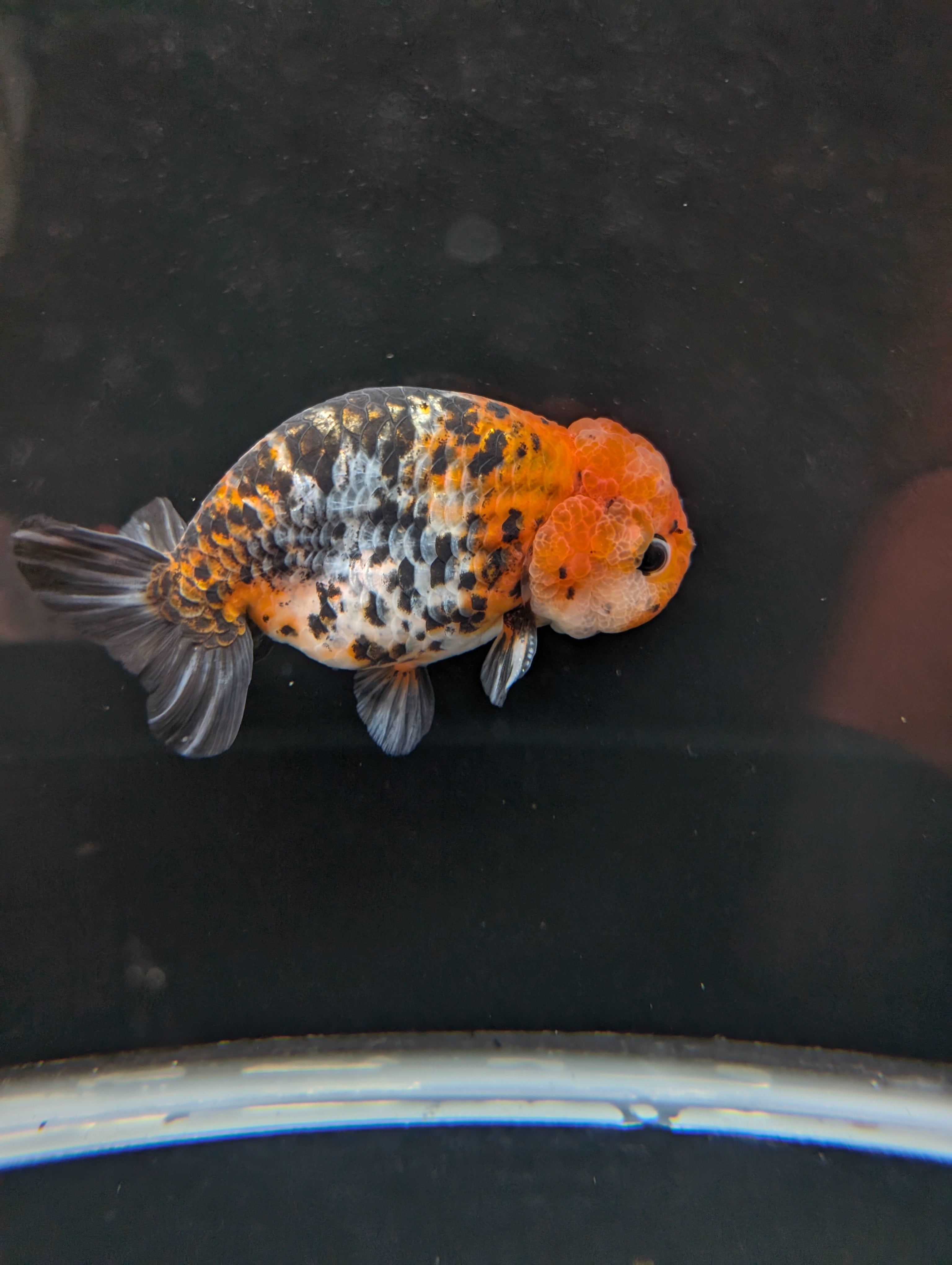 Jumbo Ranchu Calico 4.5"-5" in. ID#821R8A-031
