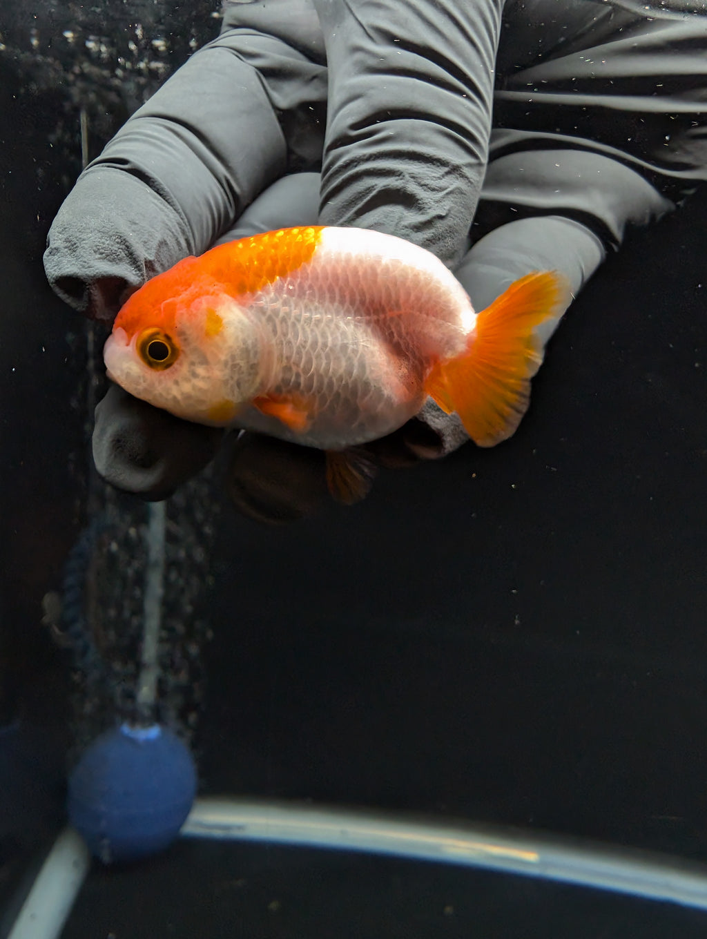 Baby Ranchu Red White 2.5"-3" in. ID#612R4A-083