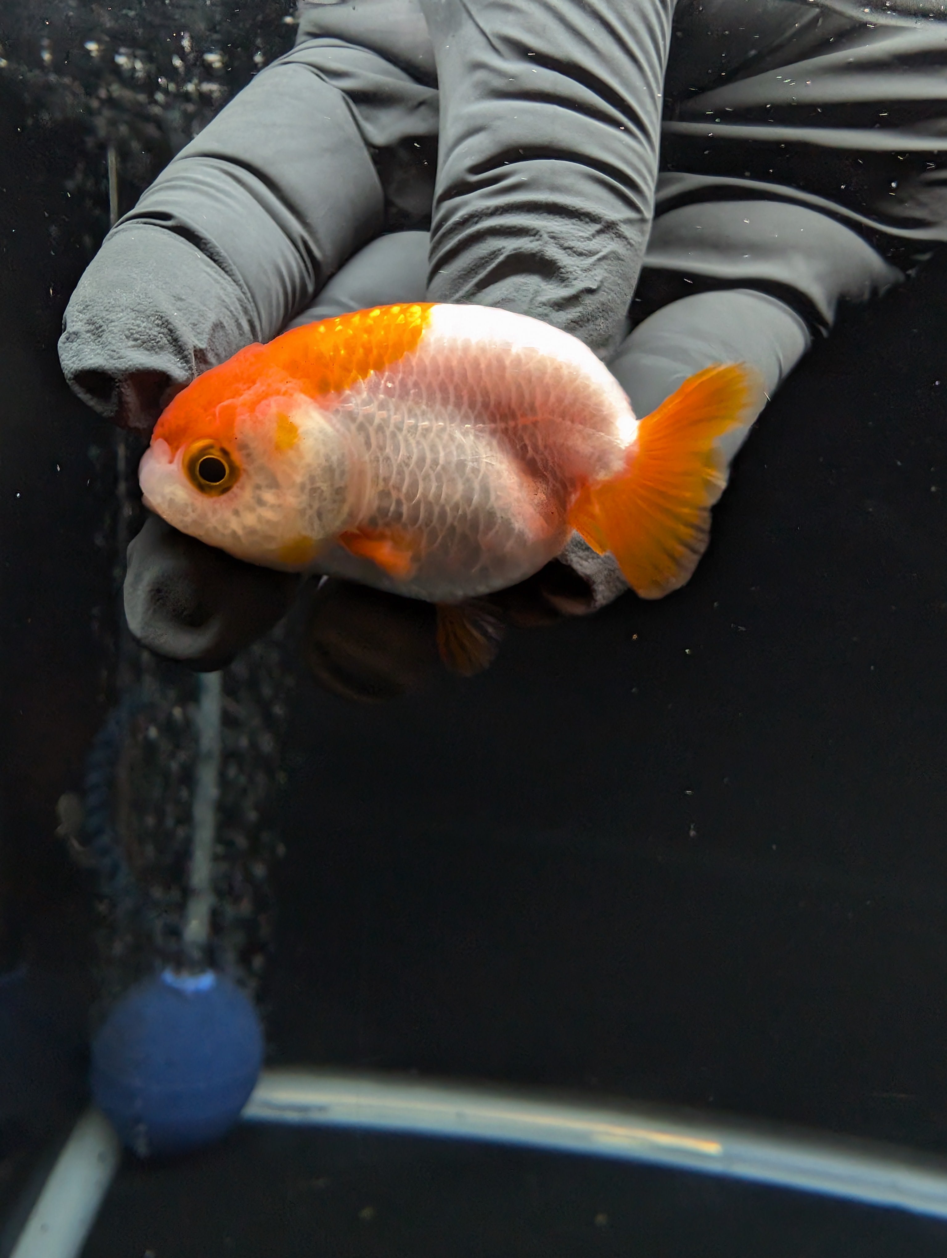 Baby Ranchu Red White 2.5"-3" in. ID#612R4A-083
