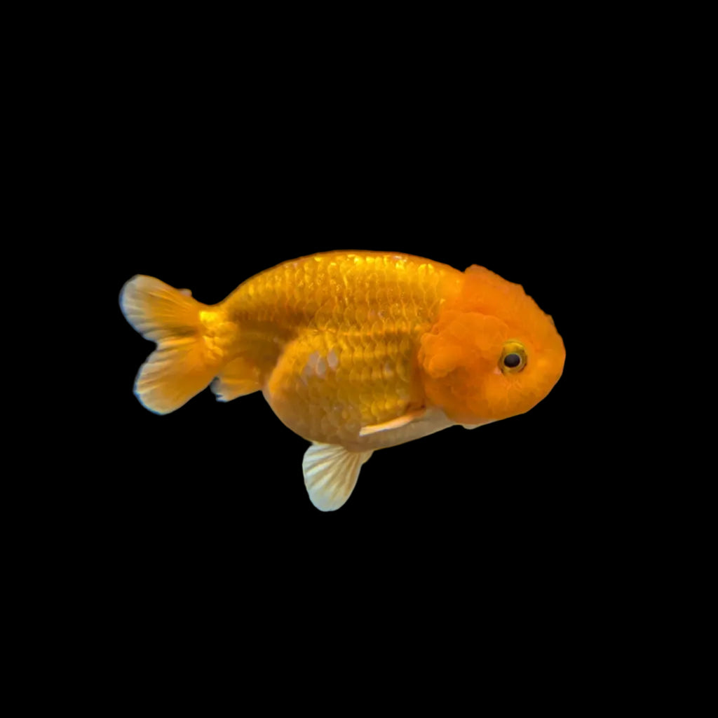 Ranchu Red White 3"-3.5" in. ID#3201A-002