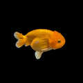 Ranchu Red White 3"-3.5" in. ID#3201A-002