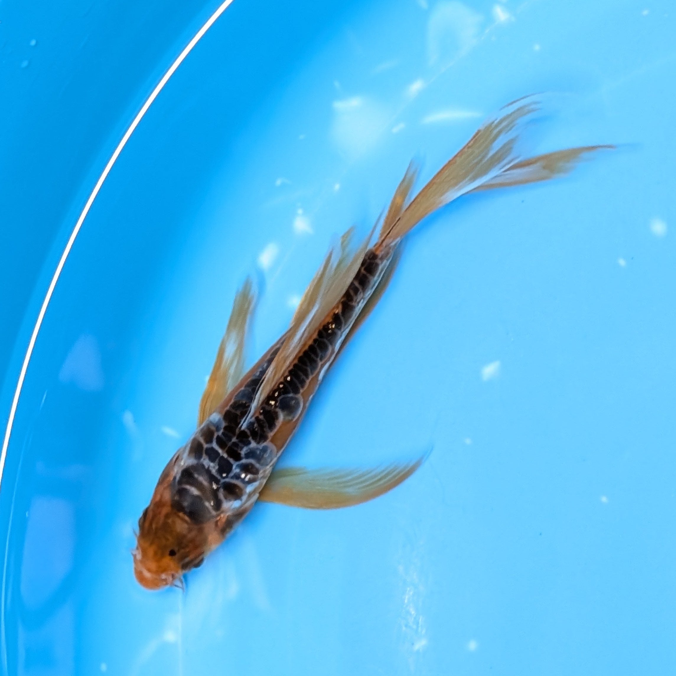 Aragoke Ochiba Butterfly Koi  5"-6" in. ID#727BFK-008