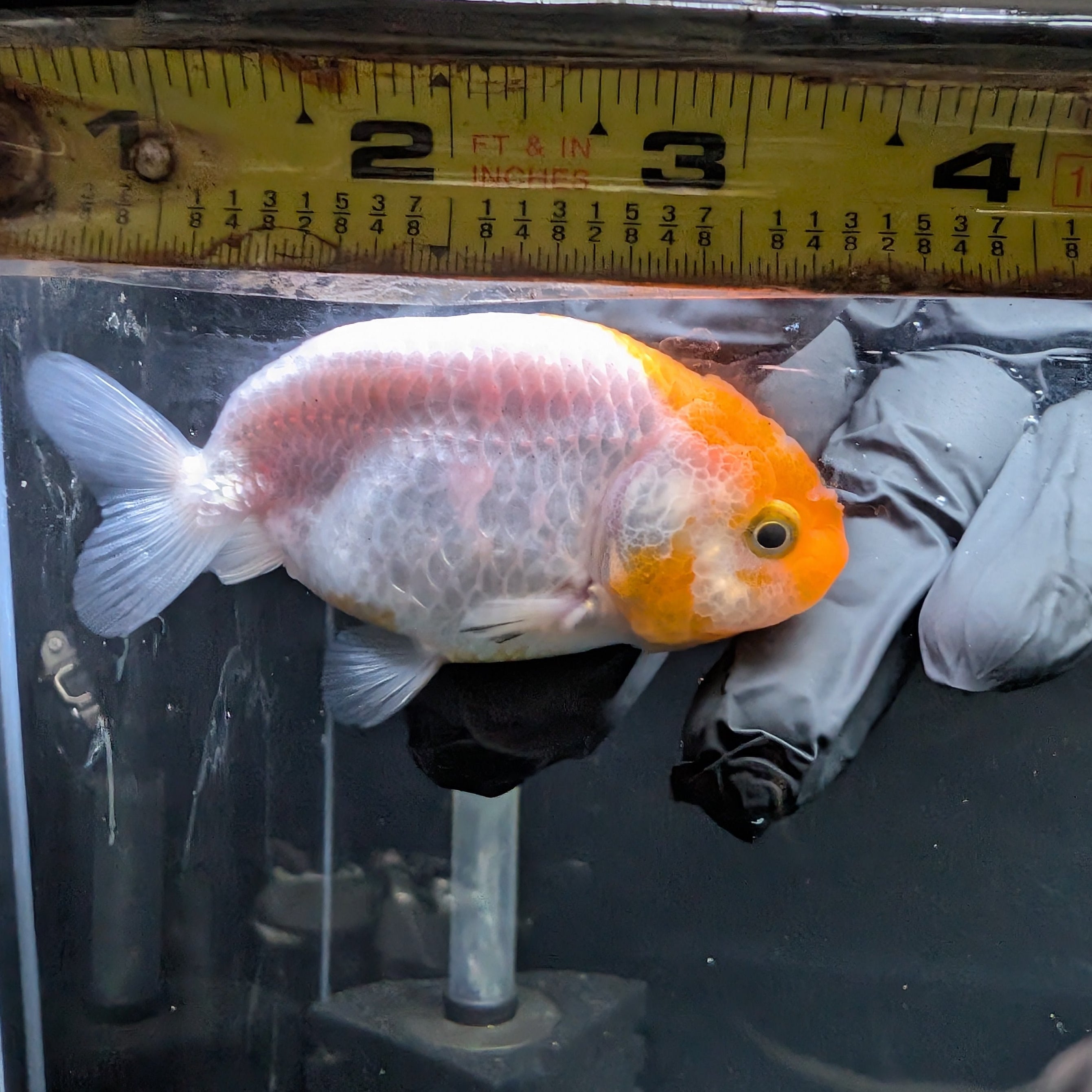 Ranchu Red White 3"-3.5" in. ID#417R13A-007