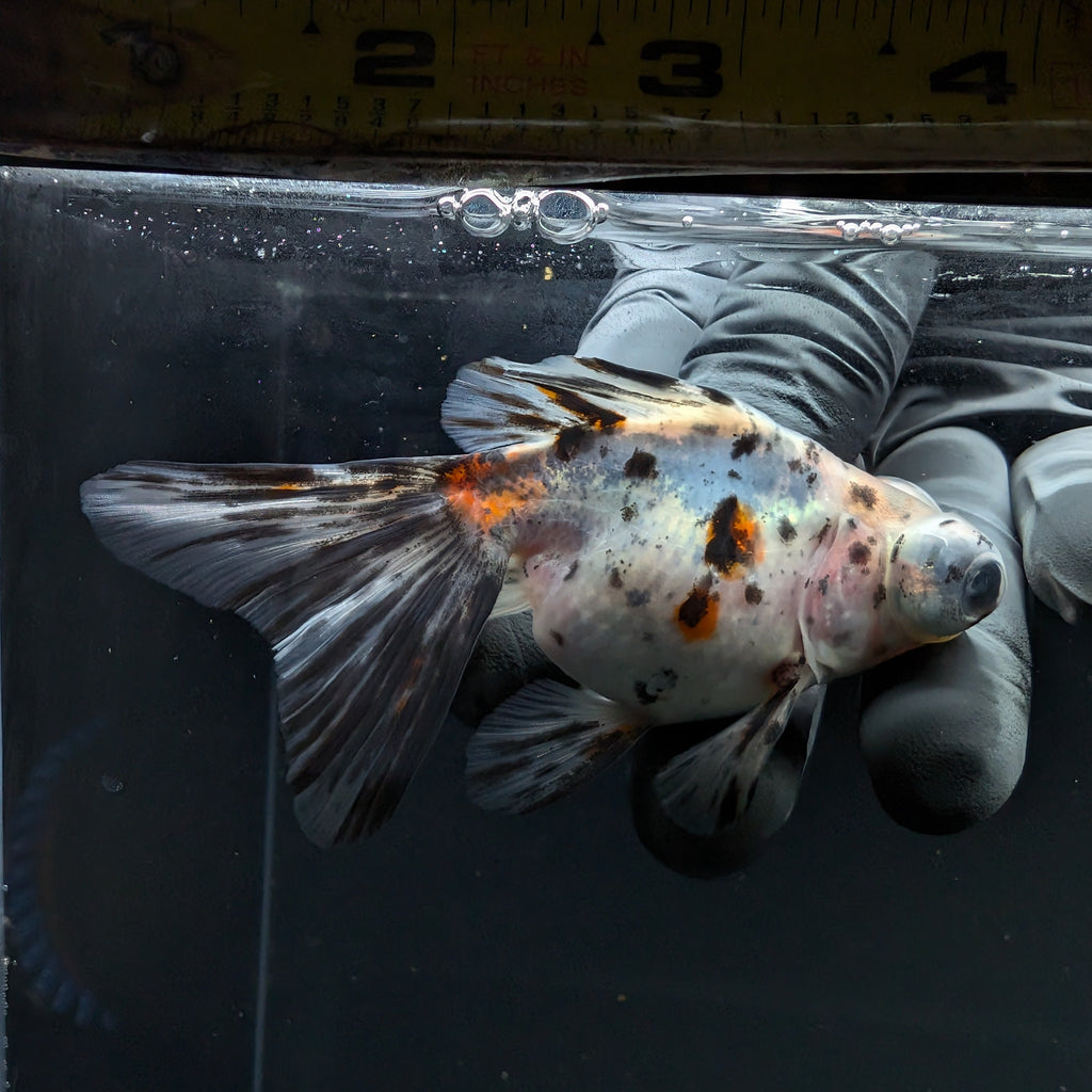 Telescope Butterfly Calico 3.5"-4" in. ID#515B4A-027