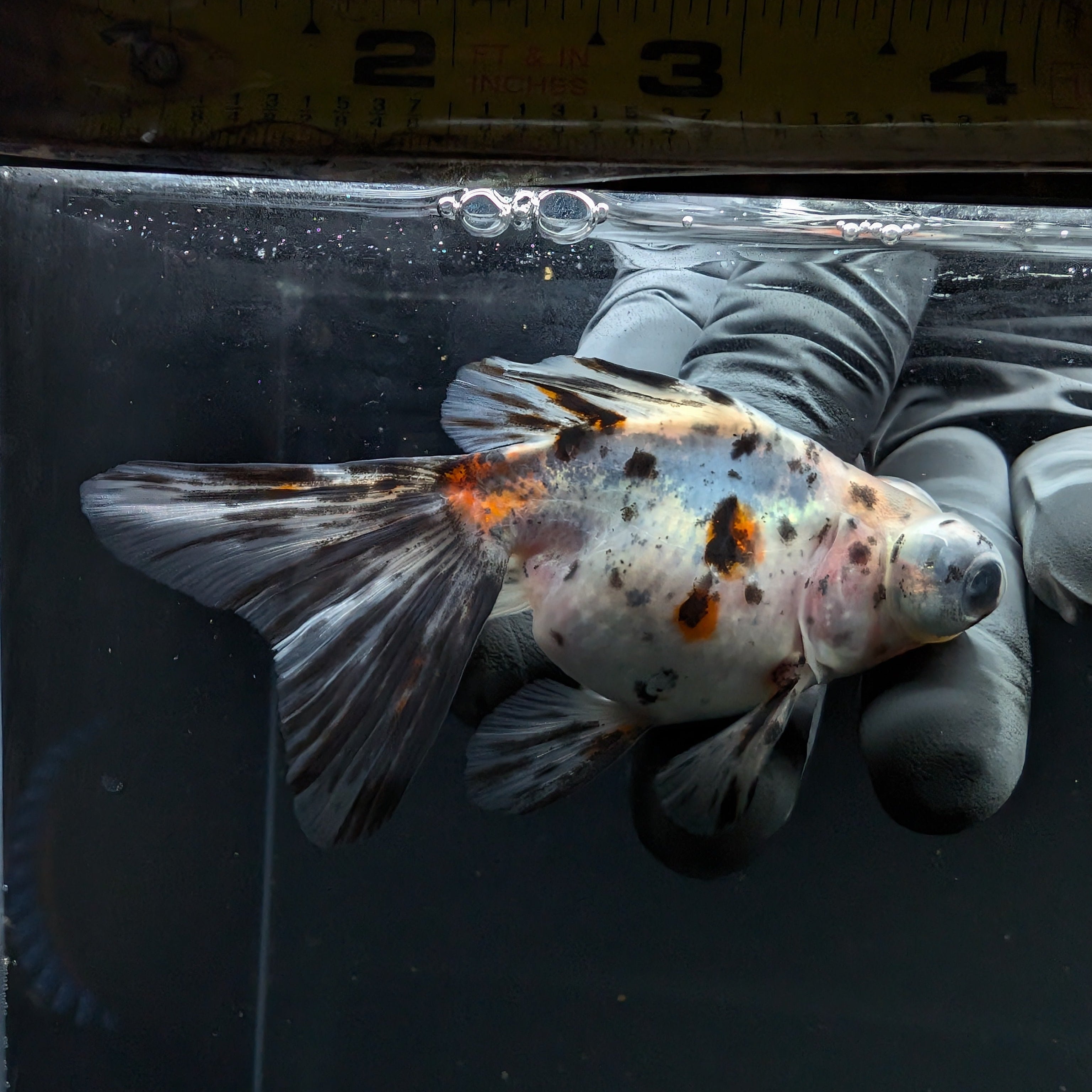 Telescope Butterfly Calico 3.5"-4" in. ID#515B4A-027