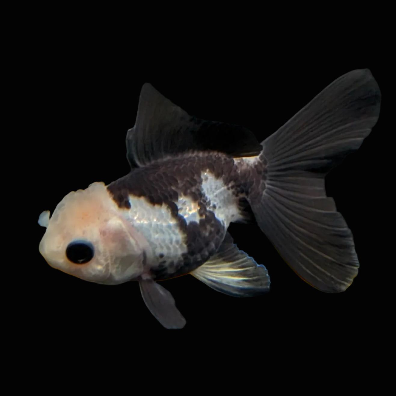 Thai Baby Oranda Panda 3"in.  ID#807T1A-001