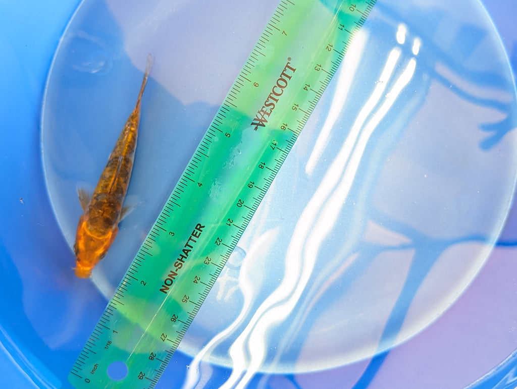 Doitsu Kawari Koi  4"in. ID#806BFK-013