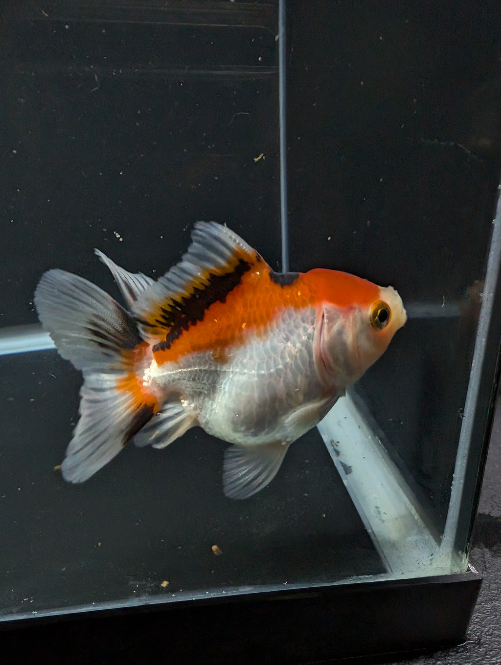 Thai Juvenile Oranda Tricolor 3"-3.5" in.  ID#626T1A-004