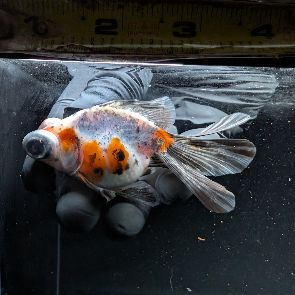 Telescope Butterfly Calico 3.5"-4" in. ID#508B4A-007