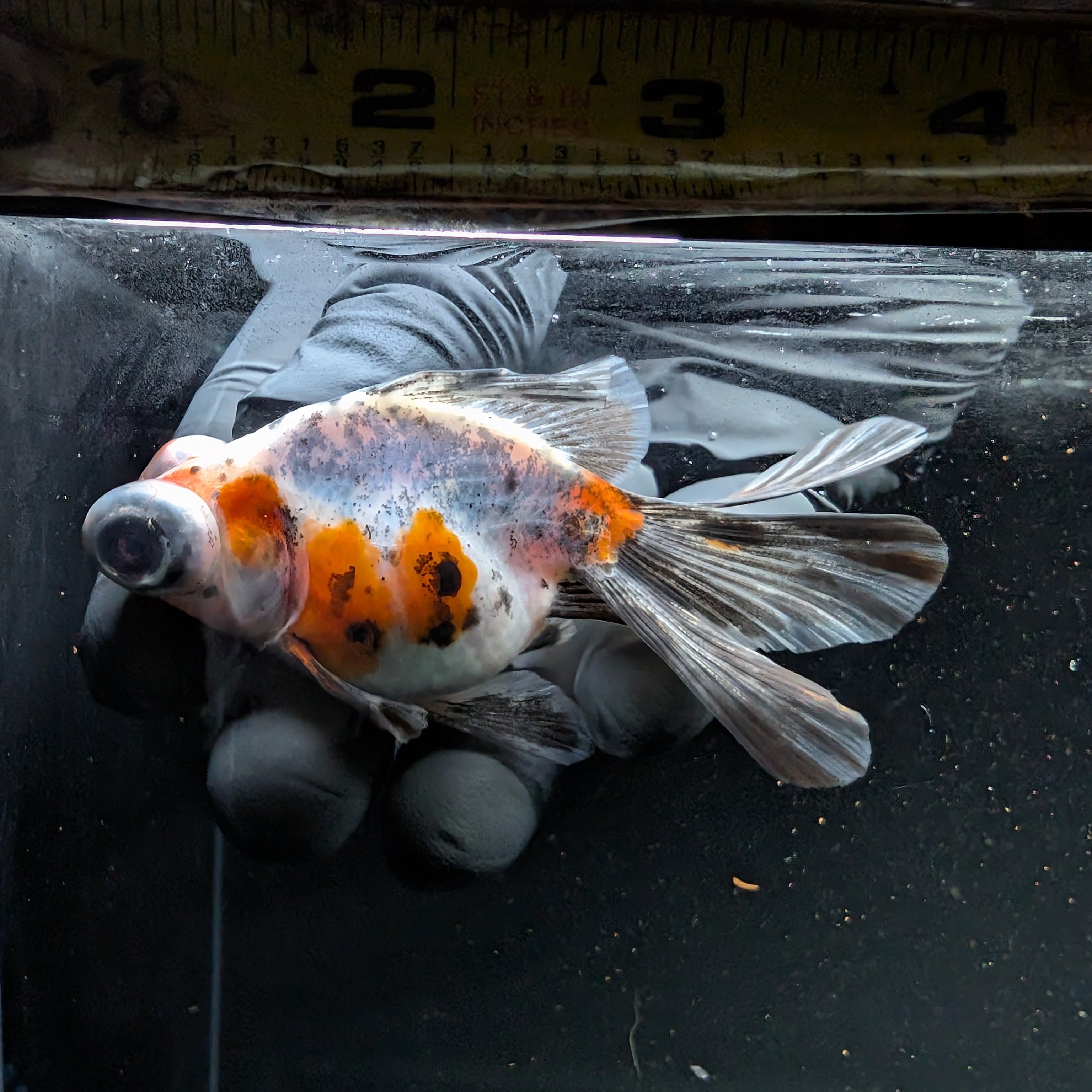 Telescope Butterfly Calico 3.5"-4" in. ID#508B4A-007