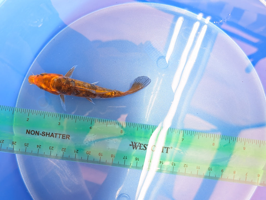 Doitsu Kawari Koi  4"in. ID#806BFK-013
