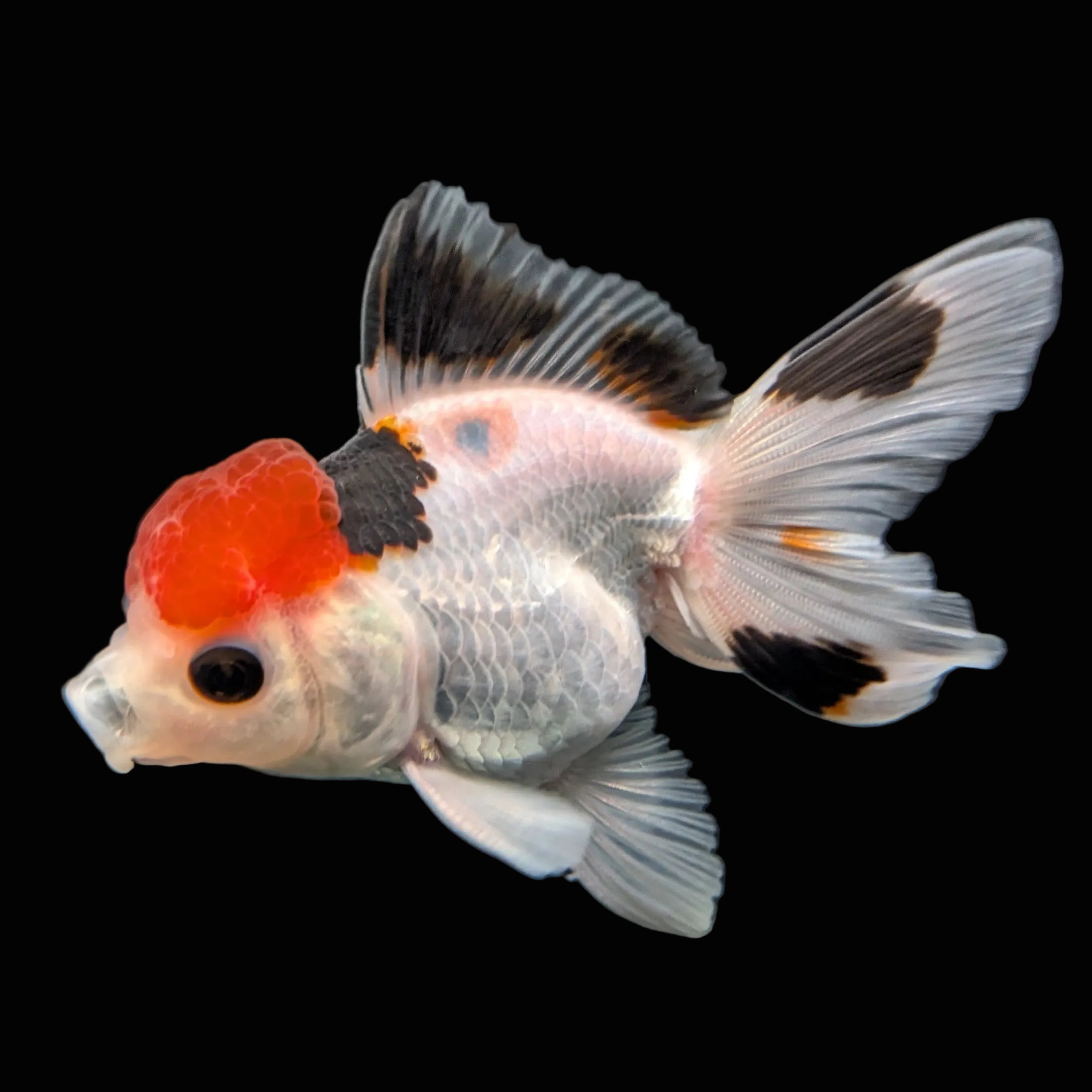 Juvenile Oranda Tricolor 3.5"-4" in.  ID#403T8A-005