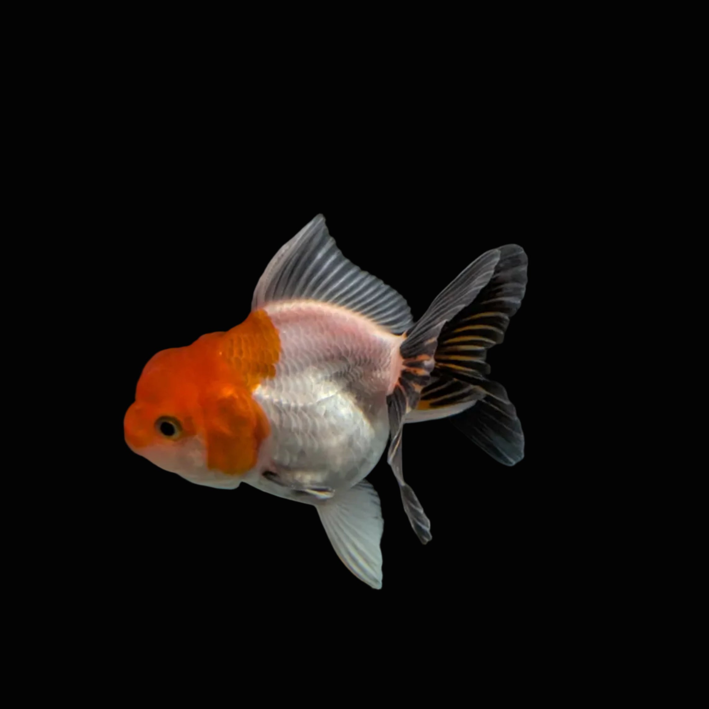 Juvenile Oranda Tricolor 3.5"-4" in.  ID#320T13b-001