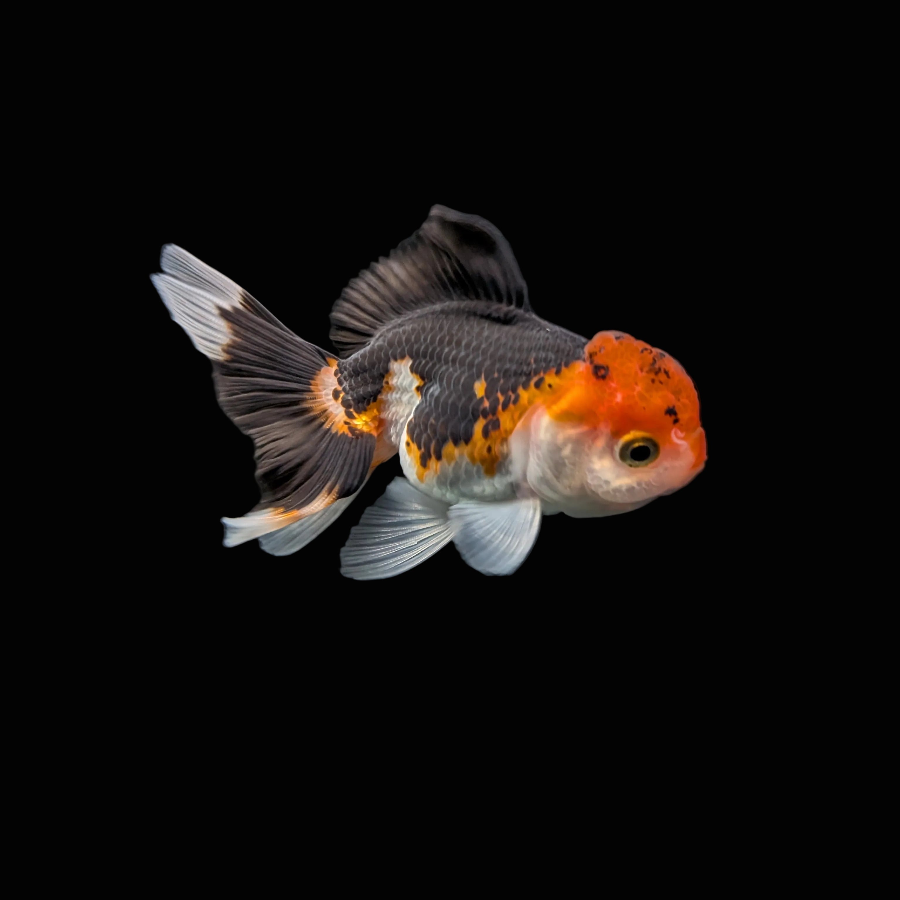 Juvenile Oranda Tricolor 3.5"-4" in.  ID#403T8A-007
