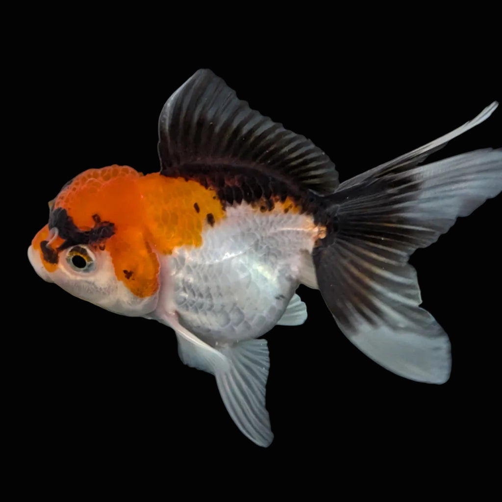 Juvenile Oranda Tricolor 3.5"-4" in.  ID#410T8A-017