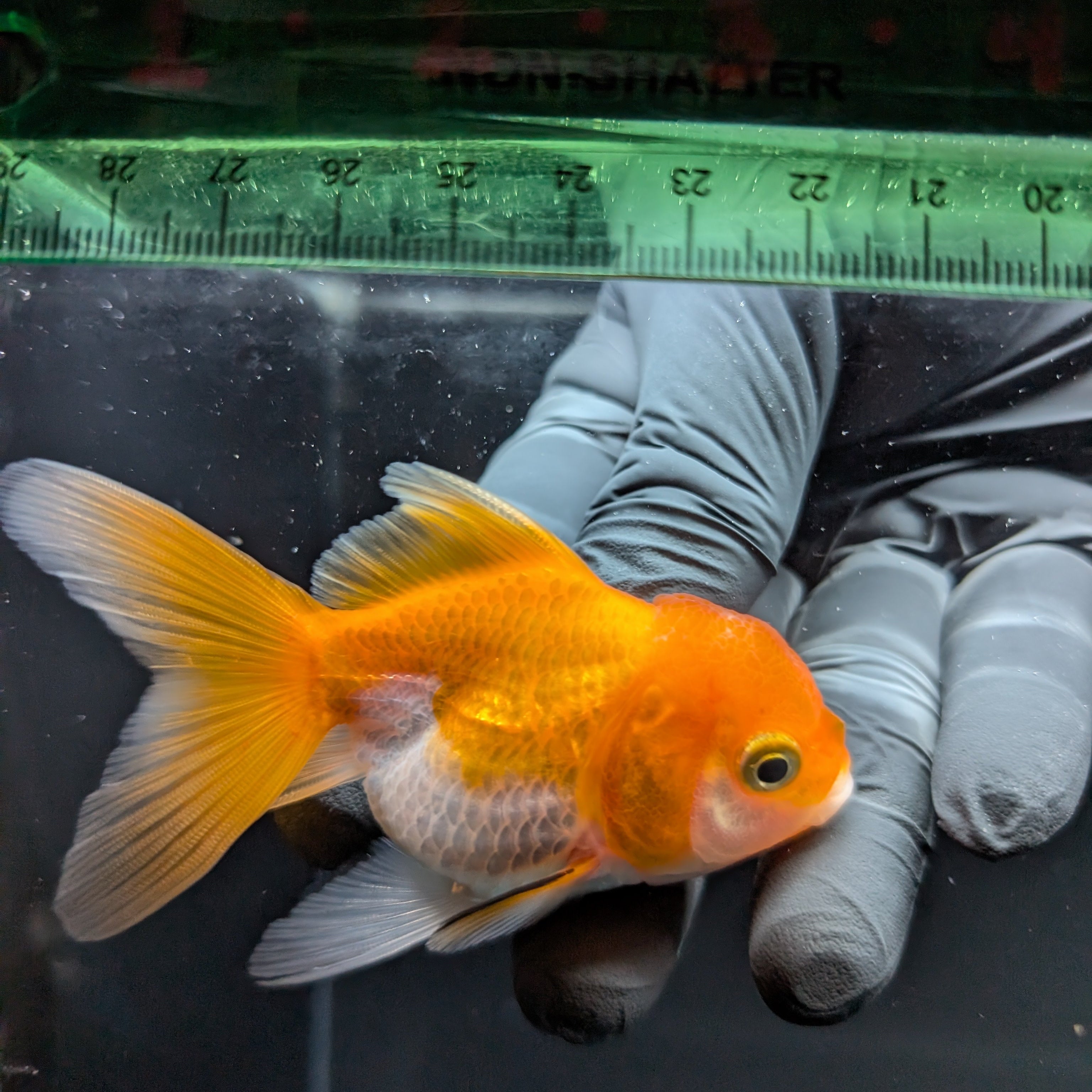 Thai Juvenile Oranda Red White 3"-3.5" in.  ID#724T1A-028