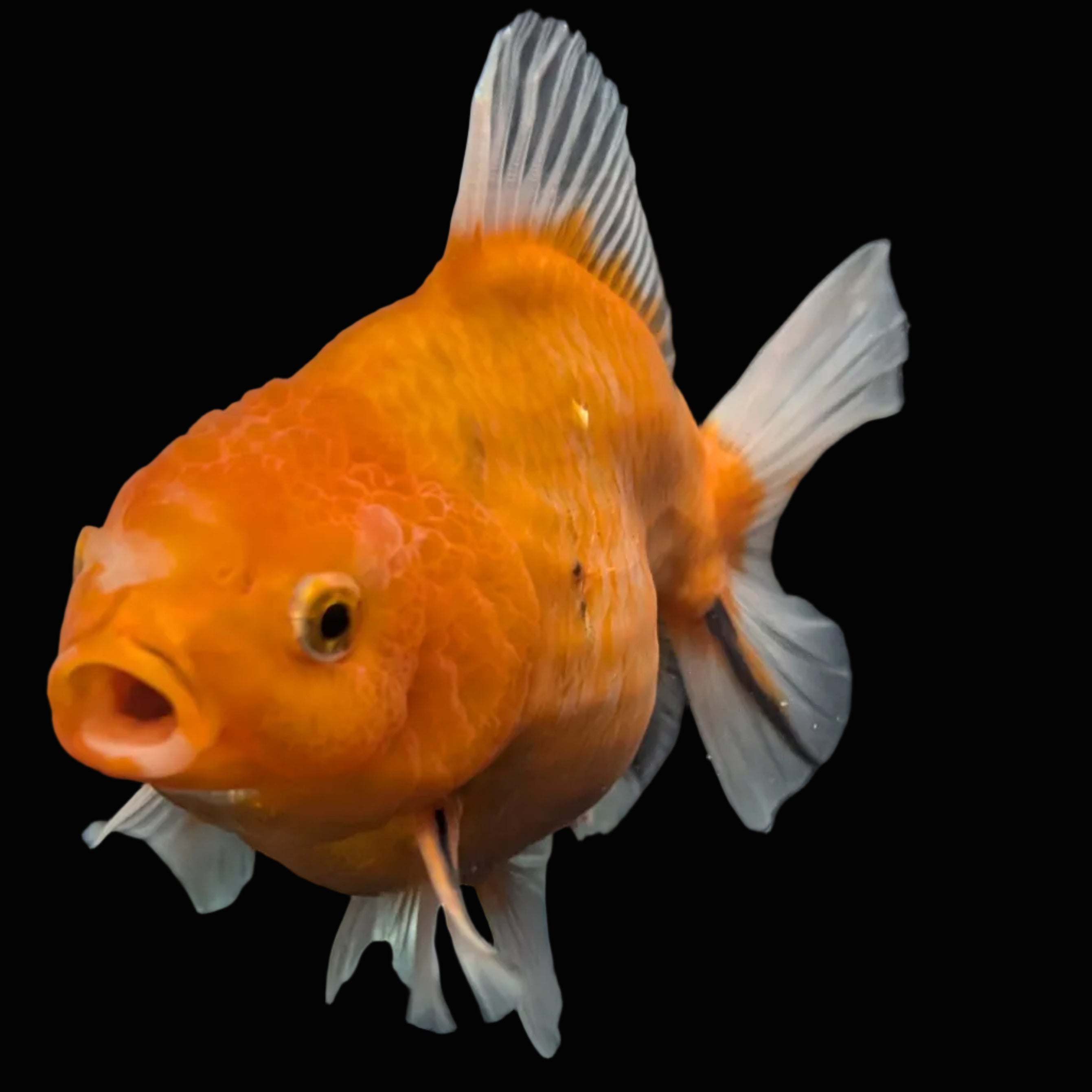 Jumbo Oranda Yuan Bao Sakura   4"-4.5"in. ID#807SB13A-006 Please See Notes.