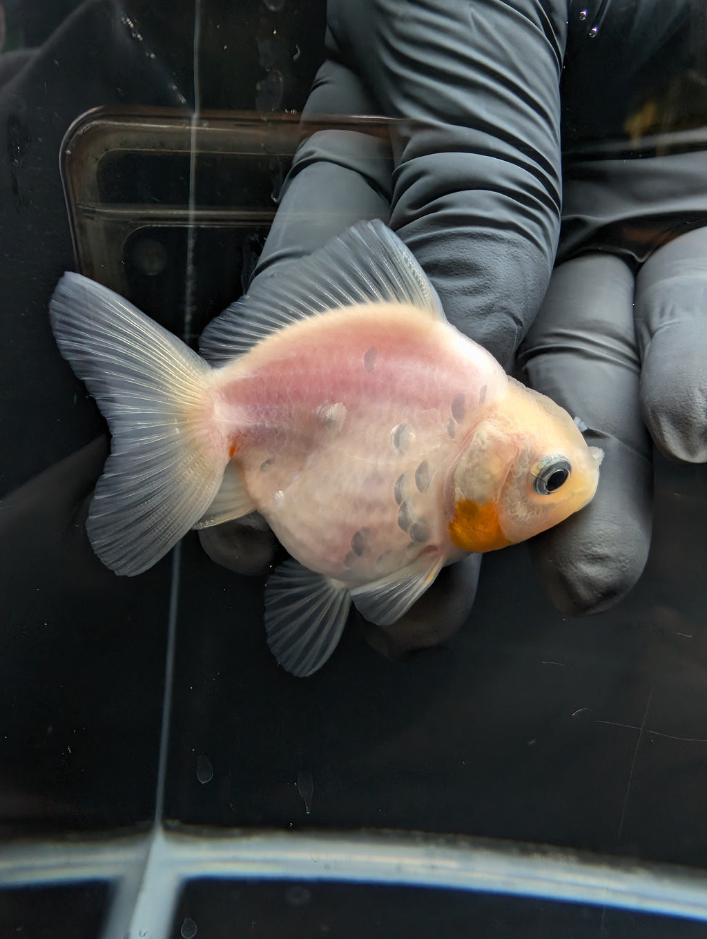 Baby Thai Shogun Oranda White 2"-2.5" in. ID#1023BSG11A-023