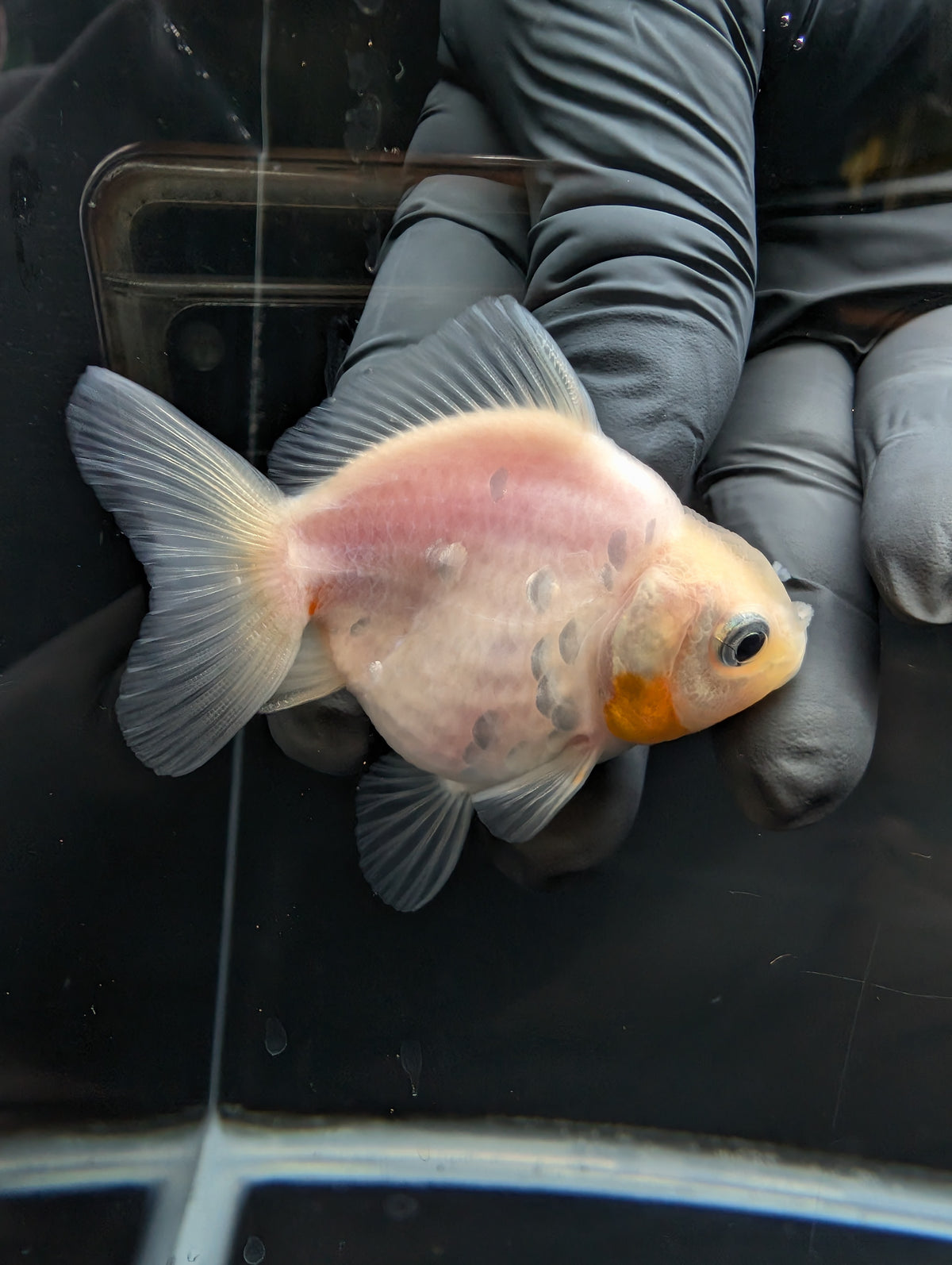 Baby Thai Shogun Oranda White 2"-2.5" in. ID#1023BSG11A-023