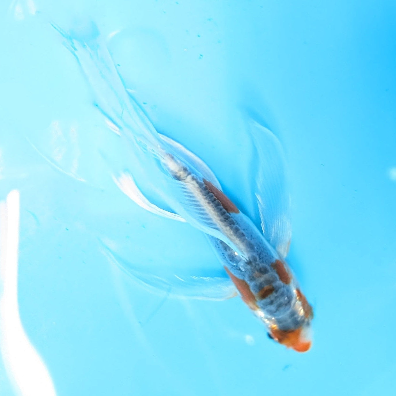 Shusui Butterfly Koi  5"-6" in. ID#727BFK-003