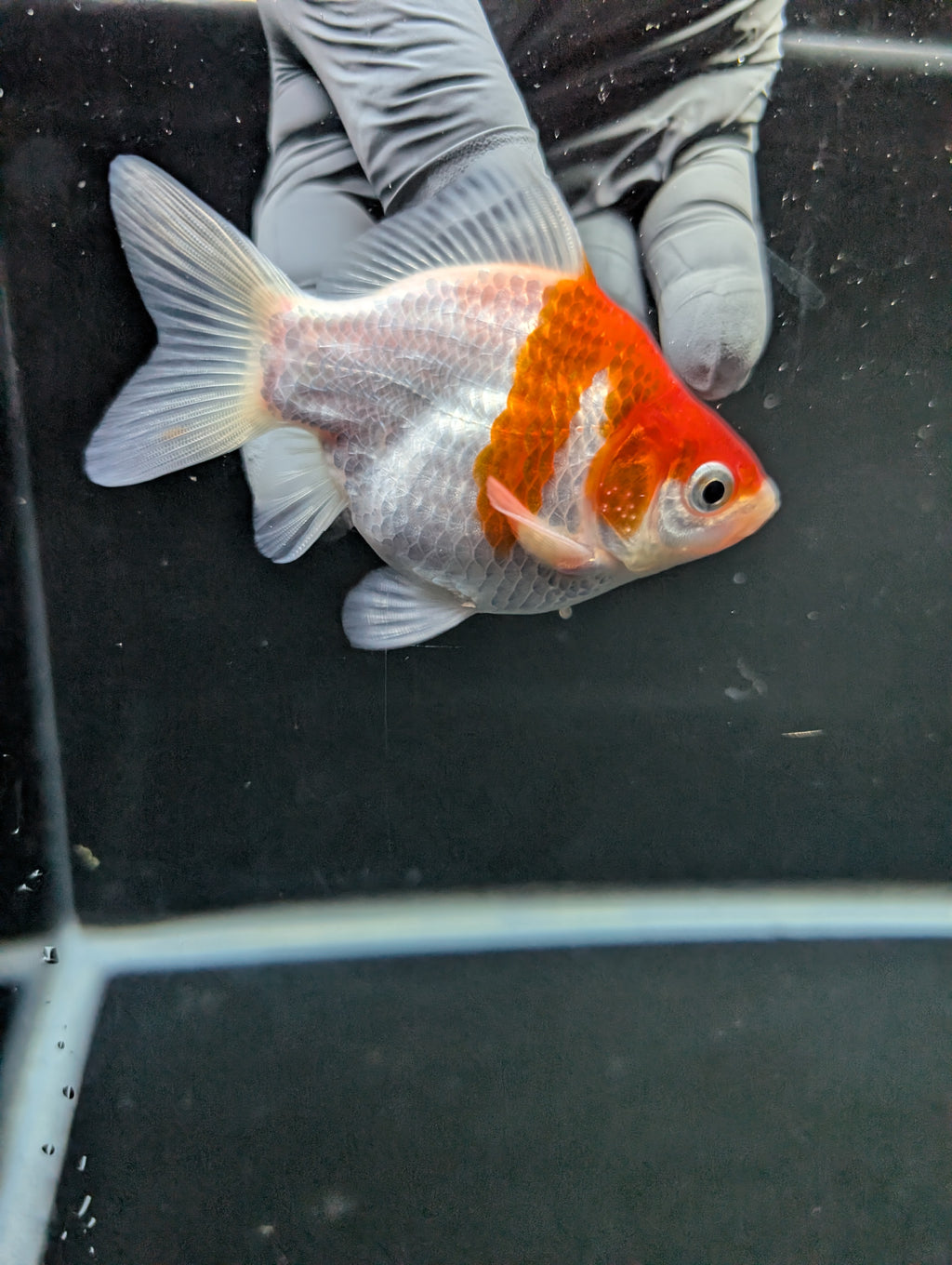 Tamasaba Red White 3"-3.5" in. ID#1009TM1B-008