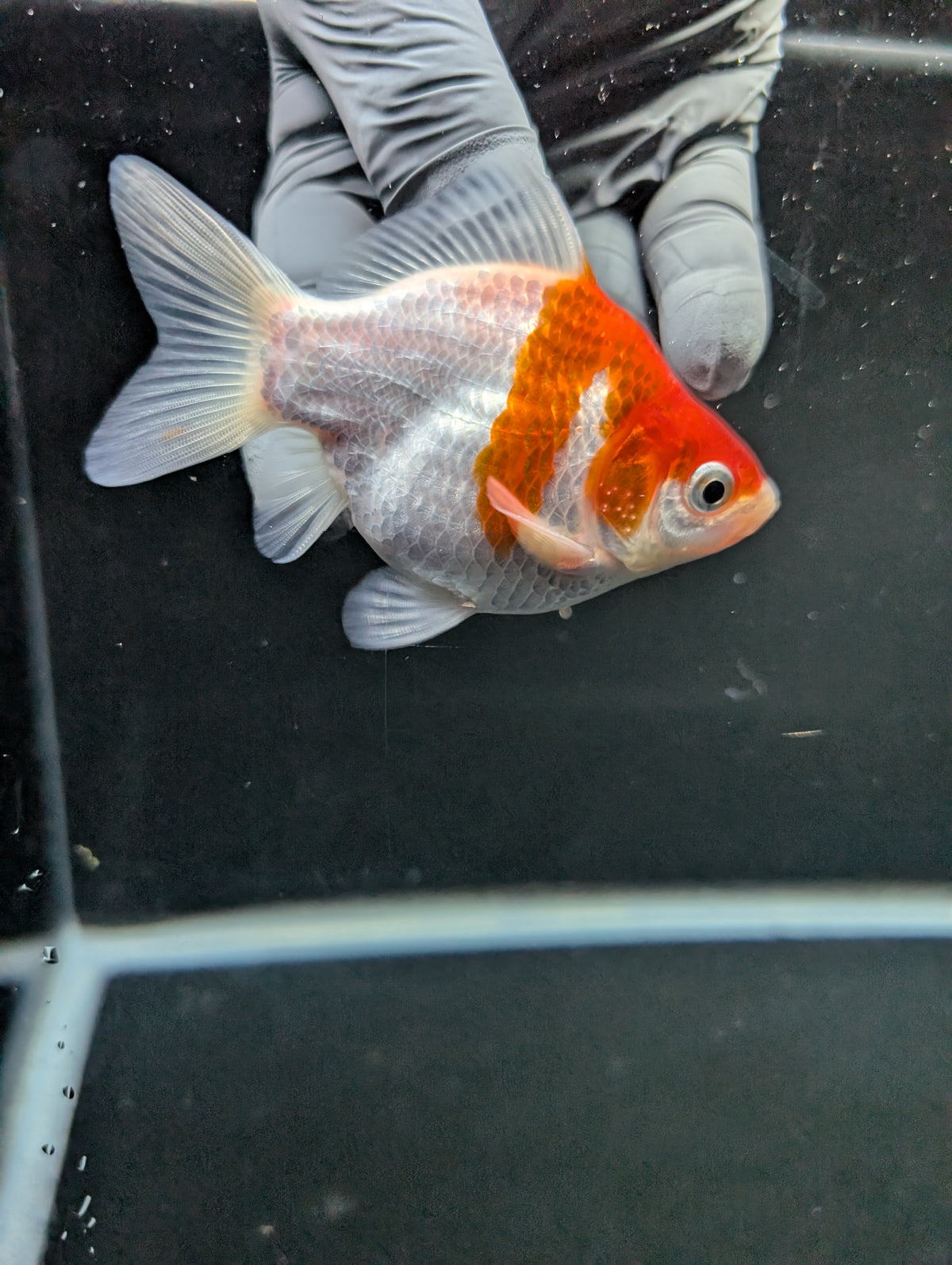 Tamasaba Red White 3"-3.5" in. ID#1009TM1B-008