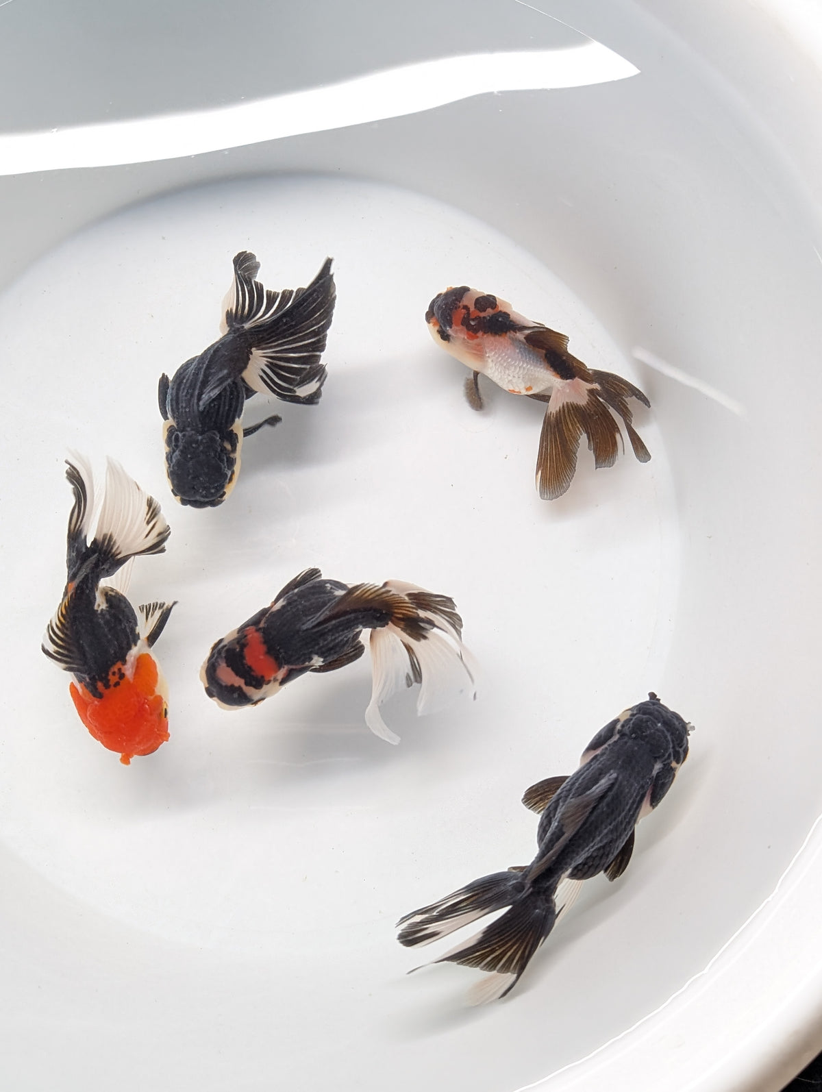 BULK 5PACK  - Thai Oranda Tricolor / Panda Mix 3"-3.5" in. *Assorted Dealers Choice