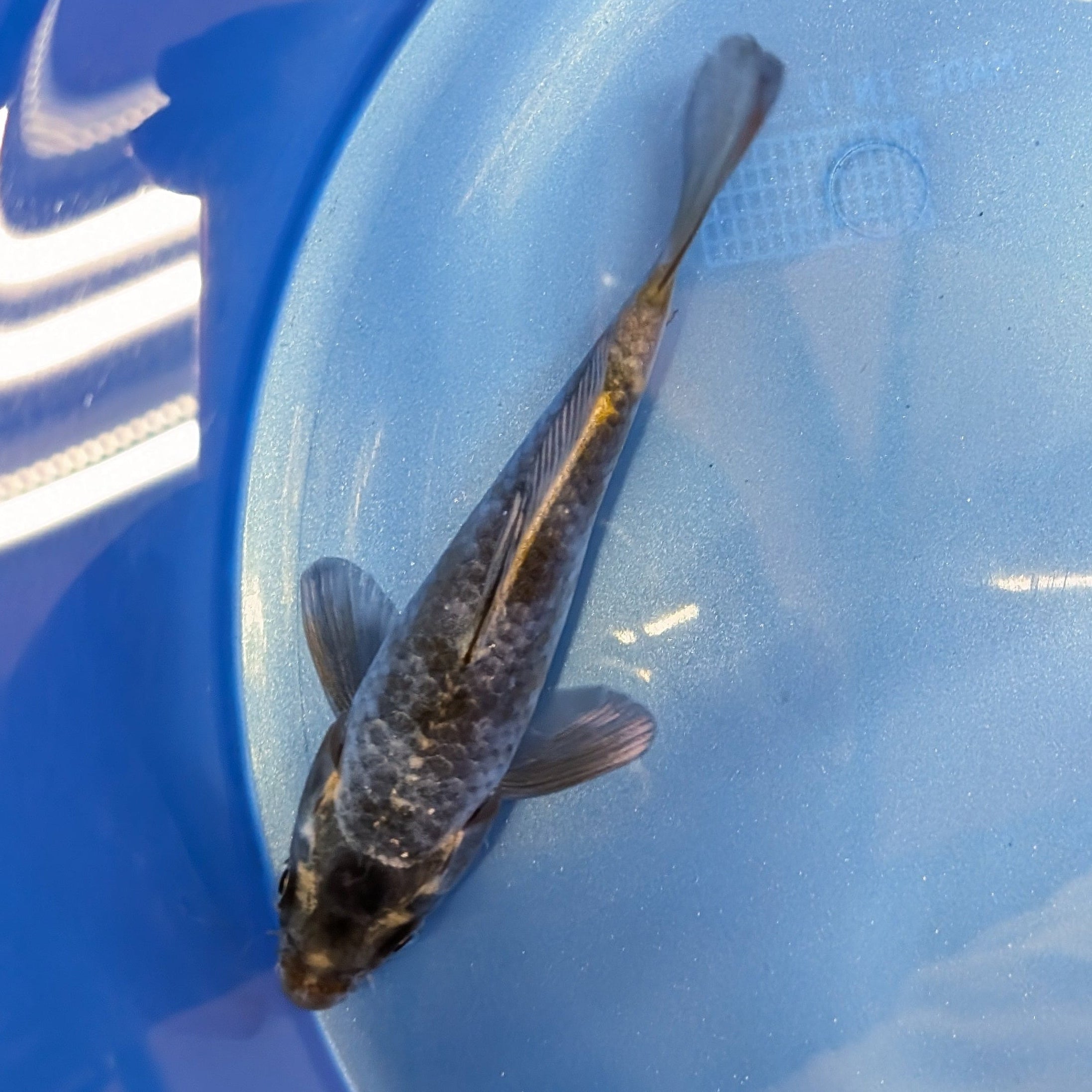 Kawari Koi  4"in. ID#806BFK-022