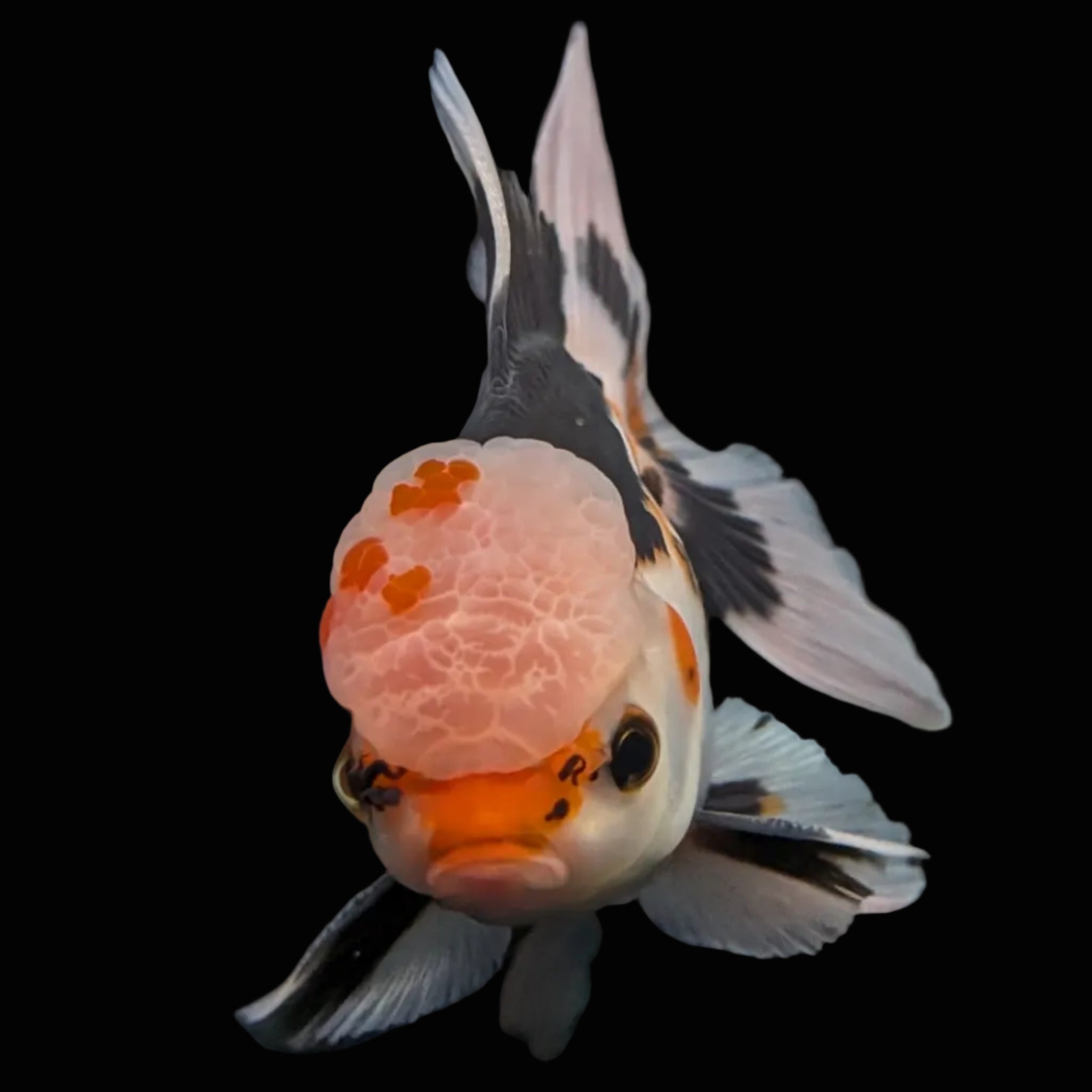 Thai Oranda Tricolor  4.5"-5"  ID#718T5B-003