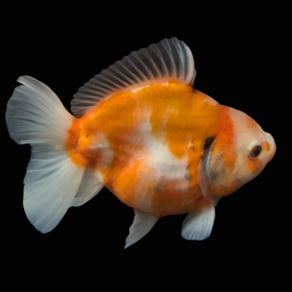 Jumbo Oranda Yuan Bao  Sakura   4"-4.5"in. ID#807SB13A-005
