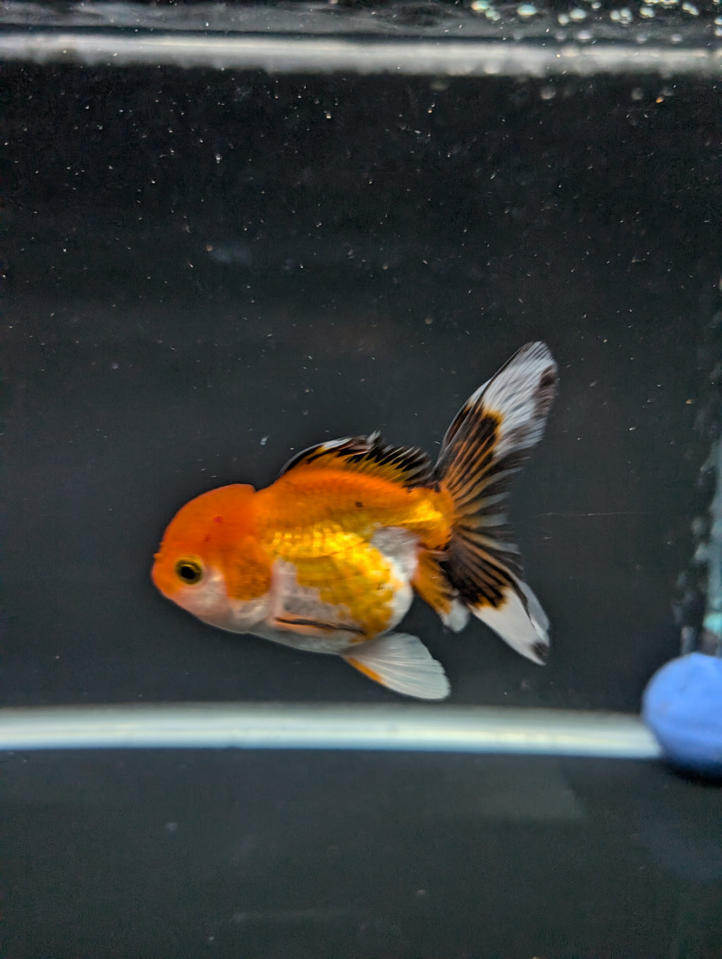 Juvenile Oranda Tricolor 3.5"-4" in.  ID#508T2A-022