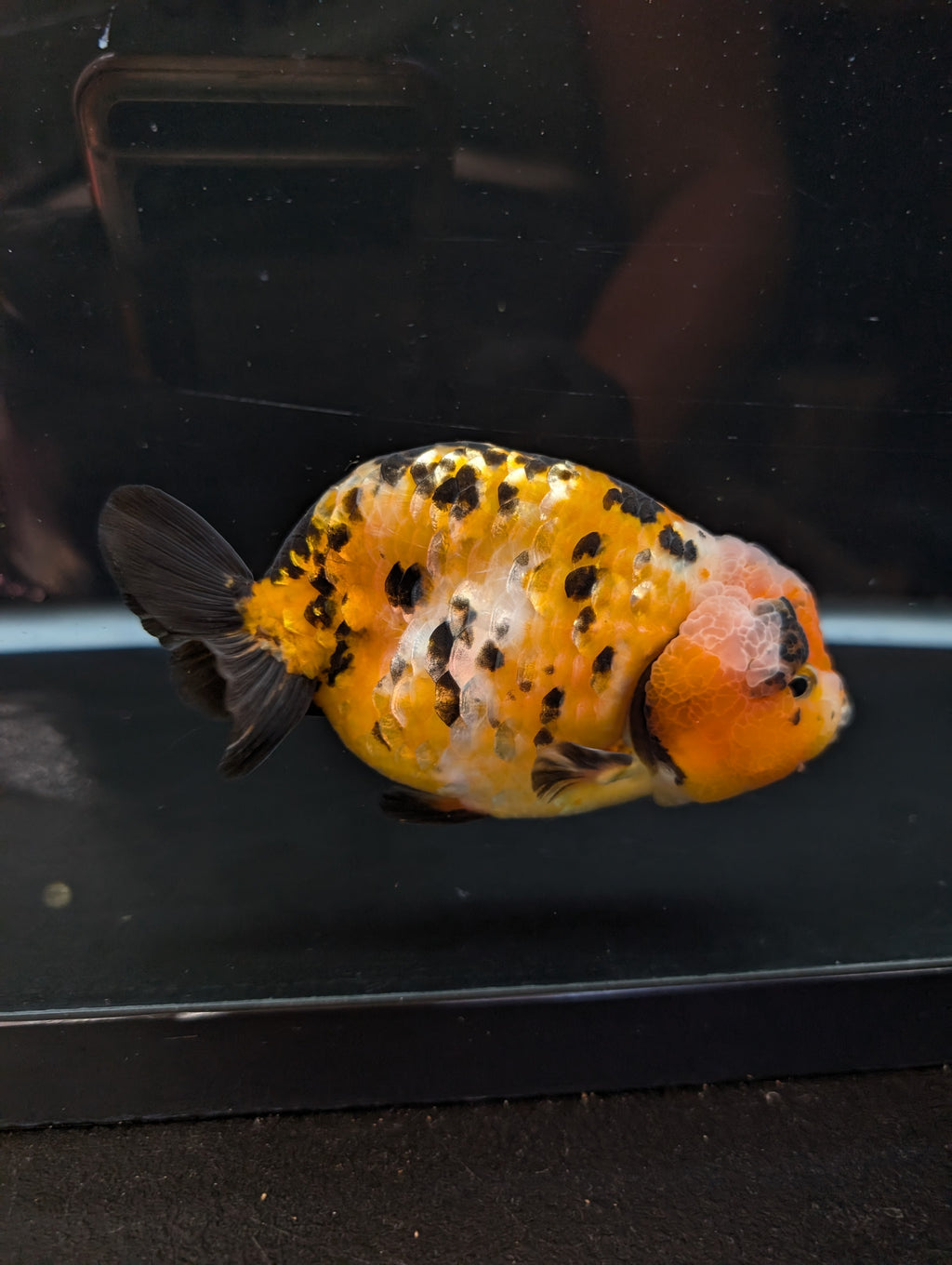 Jumbo Ranchu Calico 4.5"-5" in. ID#821R8A-033